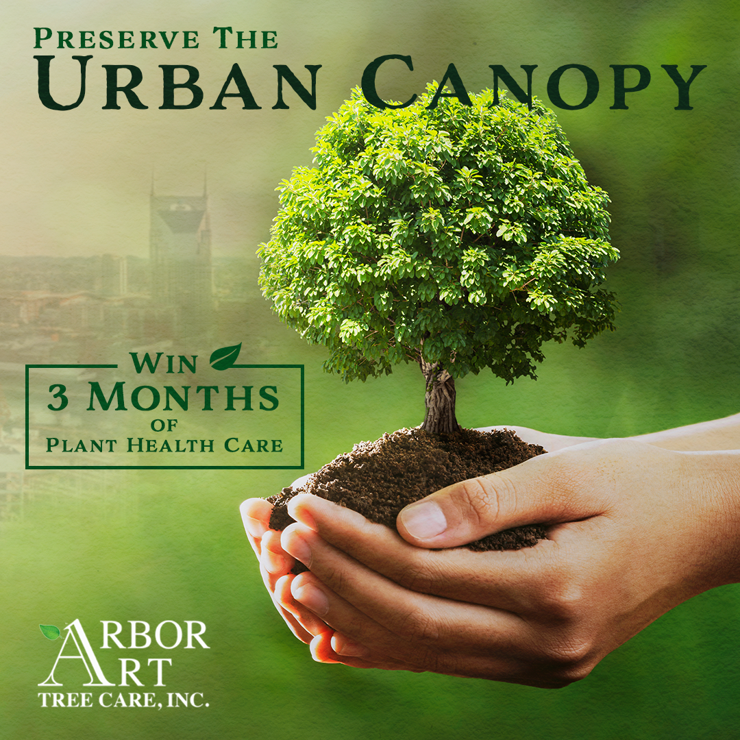 This ad was created for ArborsArt Tree Care Inc, a company based in Nashville, Tennessee. At the center we see a pair of hands holding a tree. The business owner wanted to highlight his message of preserving the Urban Canopy as well as the opportunity to win 3 months of plant health care. 