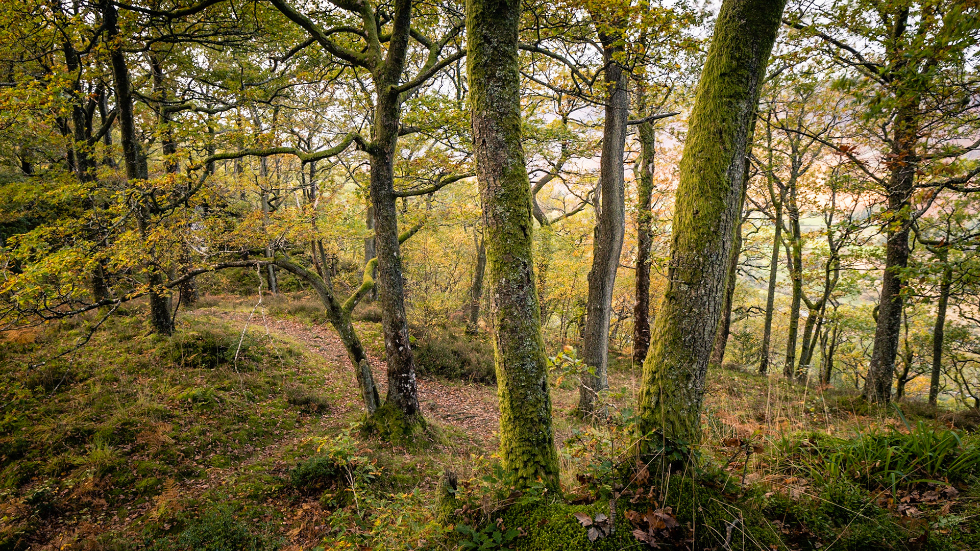Ashness Wood