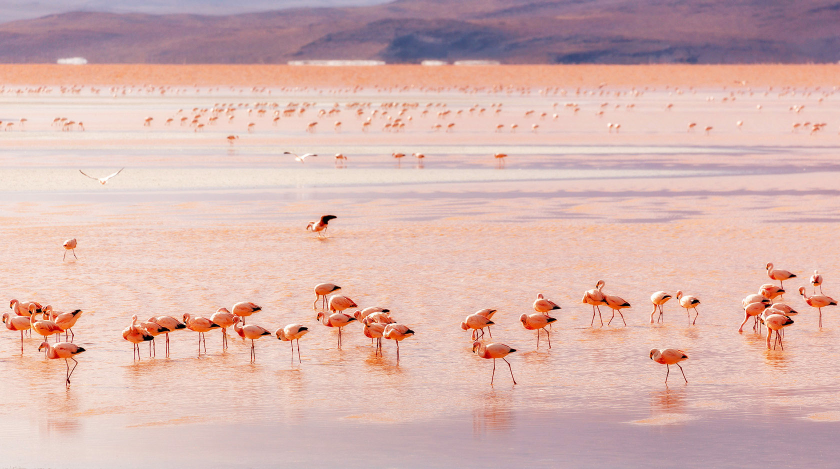 Laguna Colorada, Bolivia
