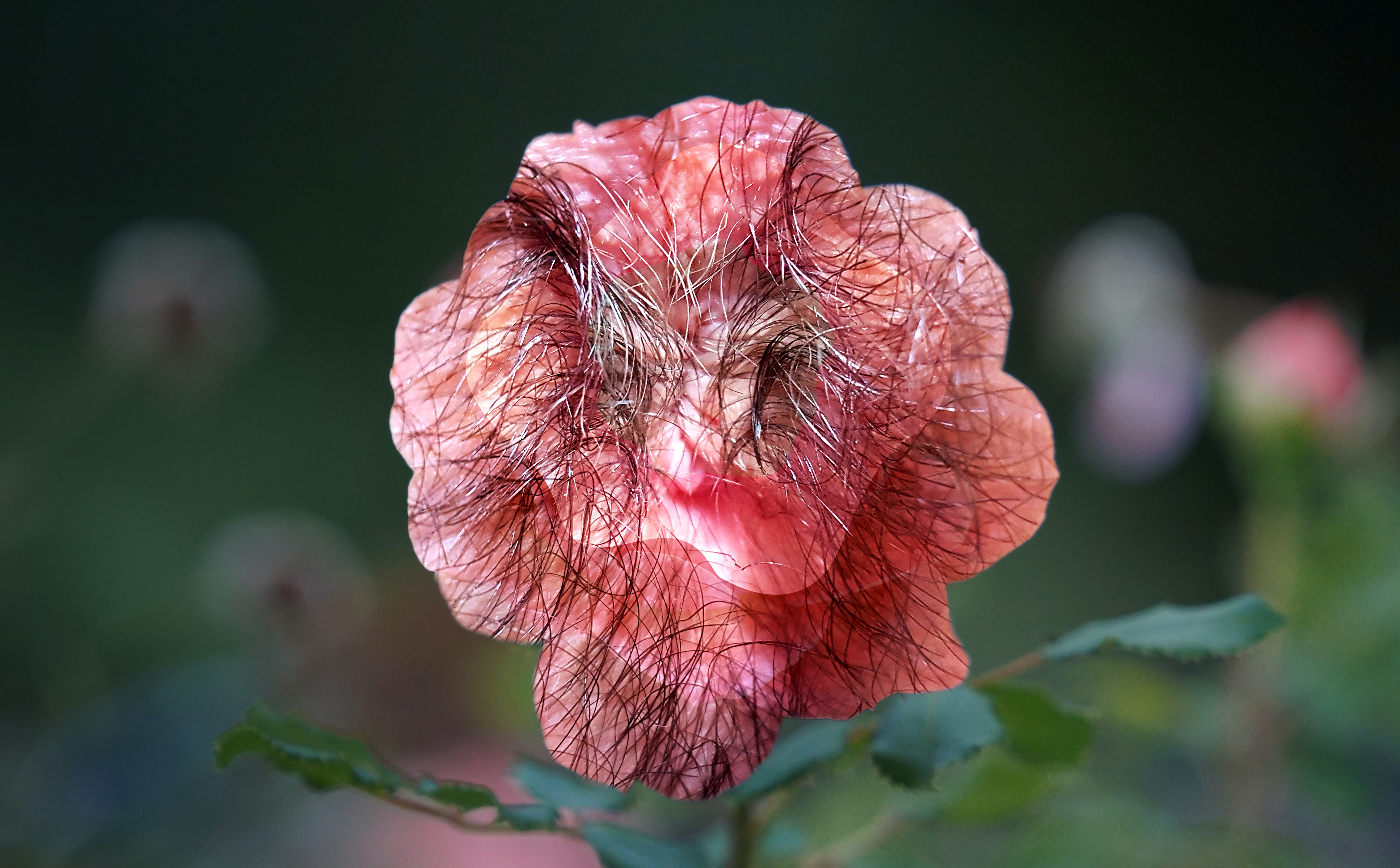 An anus in the shape of a photo-realistic flower.