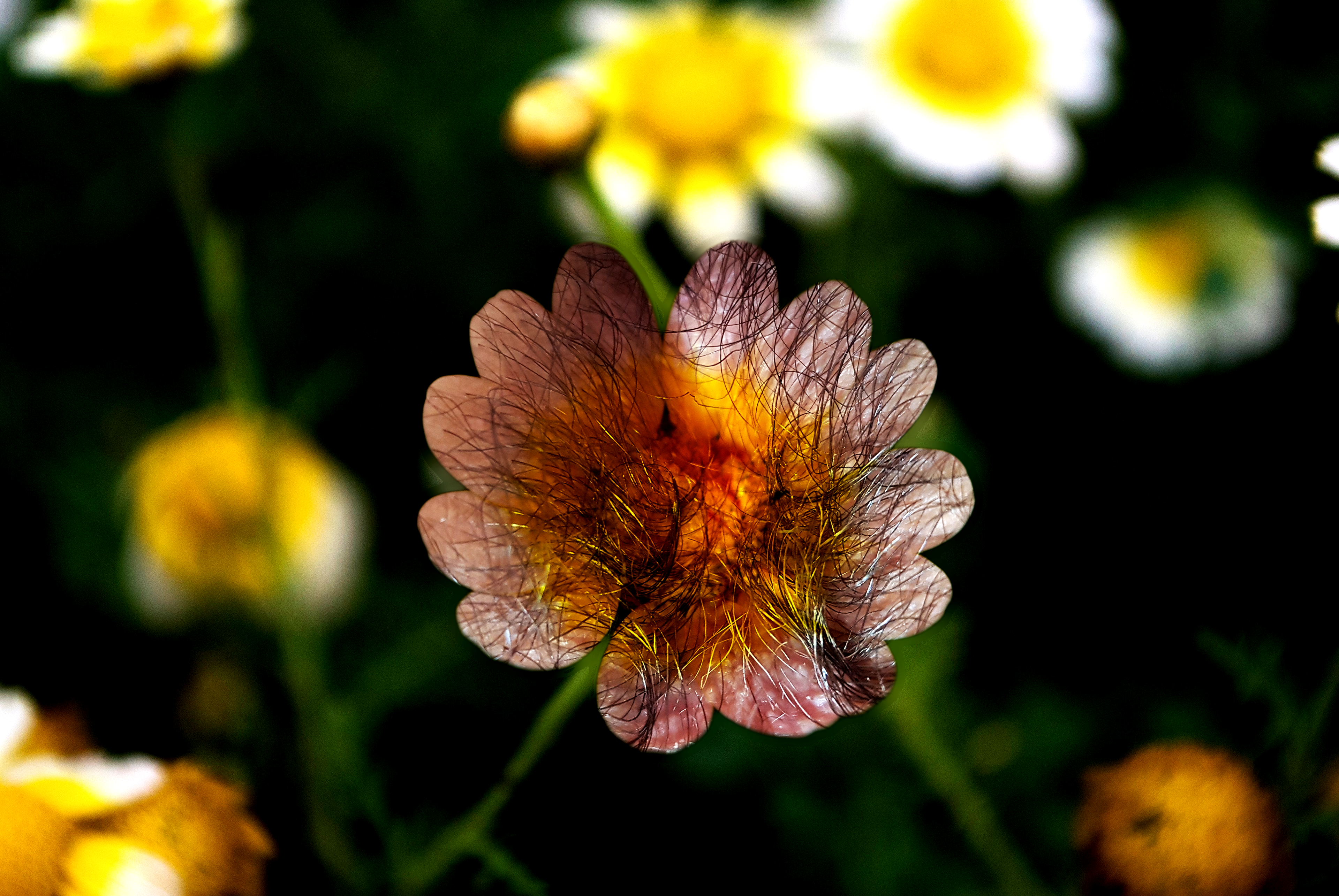 An anus in the shape of a photo-realistic flower.