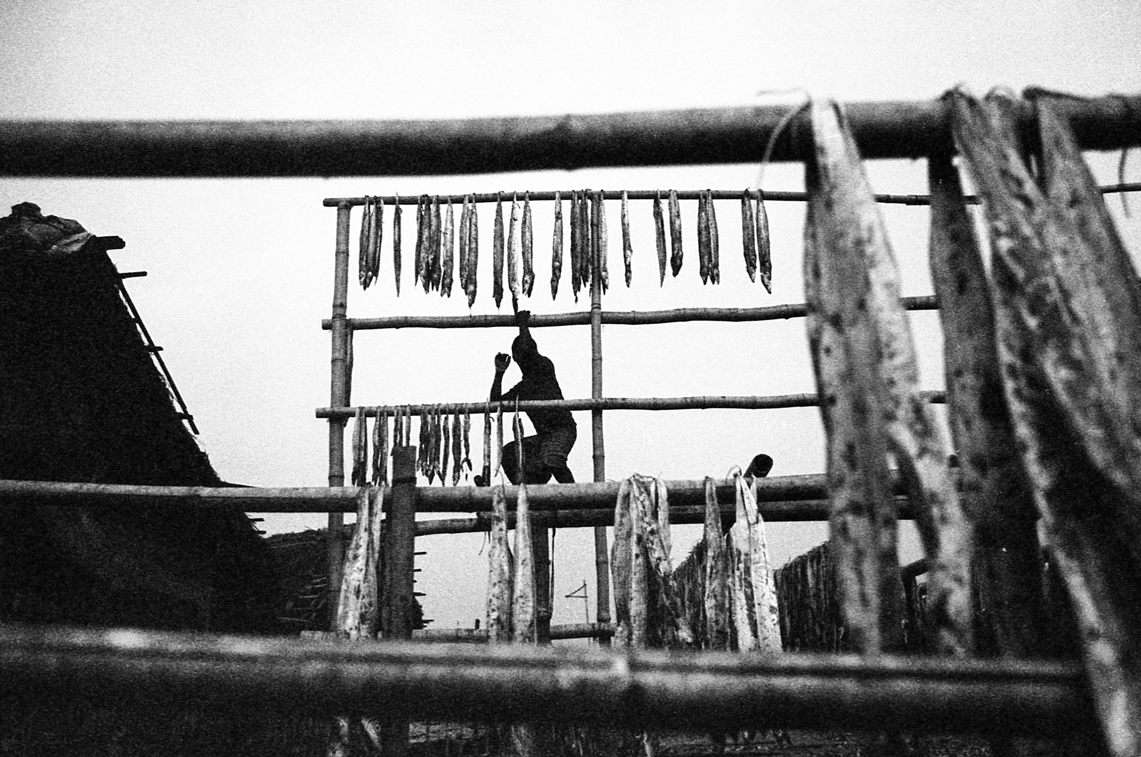 Nazirar Tek, Bangladesh. Hanging fish to dry up above the longhouses.