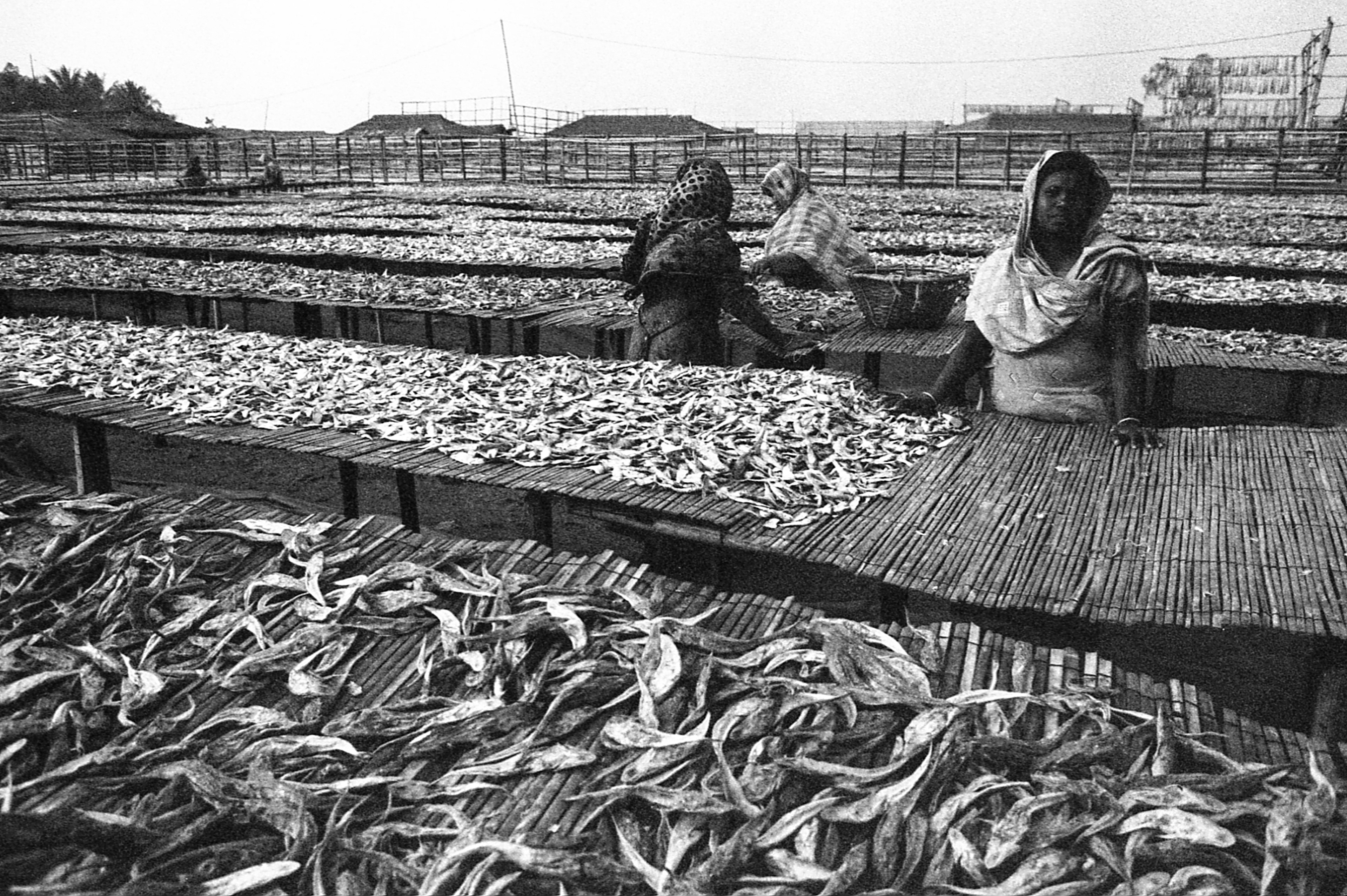 Nazirar Tek, Bangladesh. At the largest fish-drying yard in Bangladesh, outside of Cox's Bazar, some Rohingya families have found work and a home.