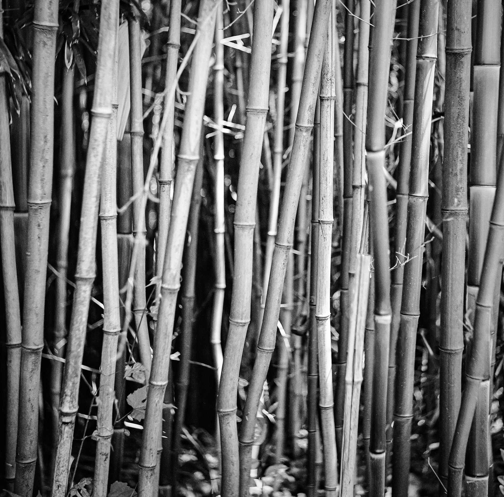 Bamboo