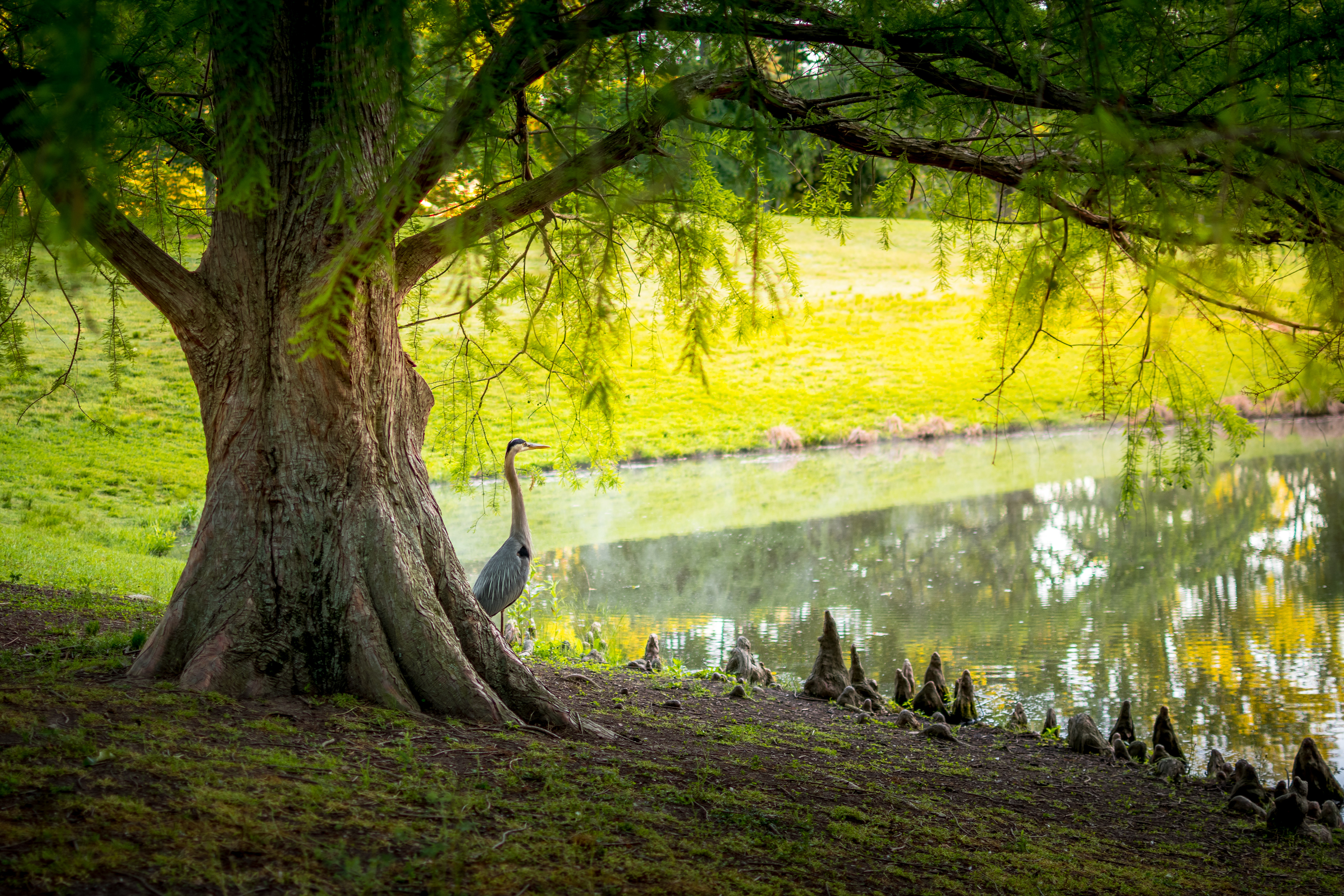 Contemplating a Dawning Flight