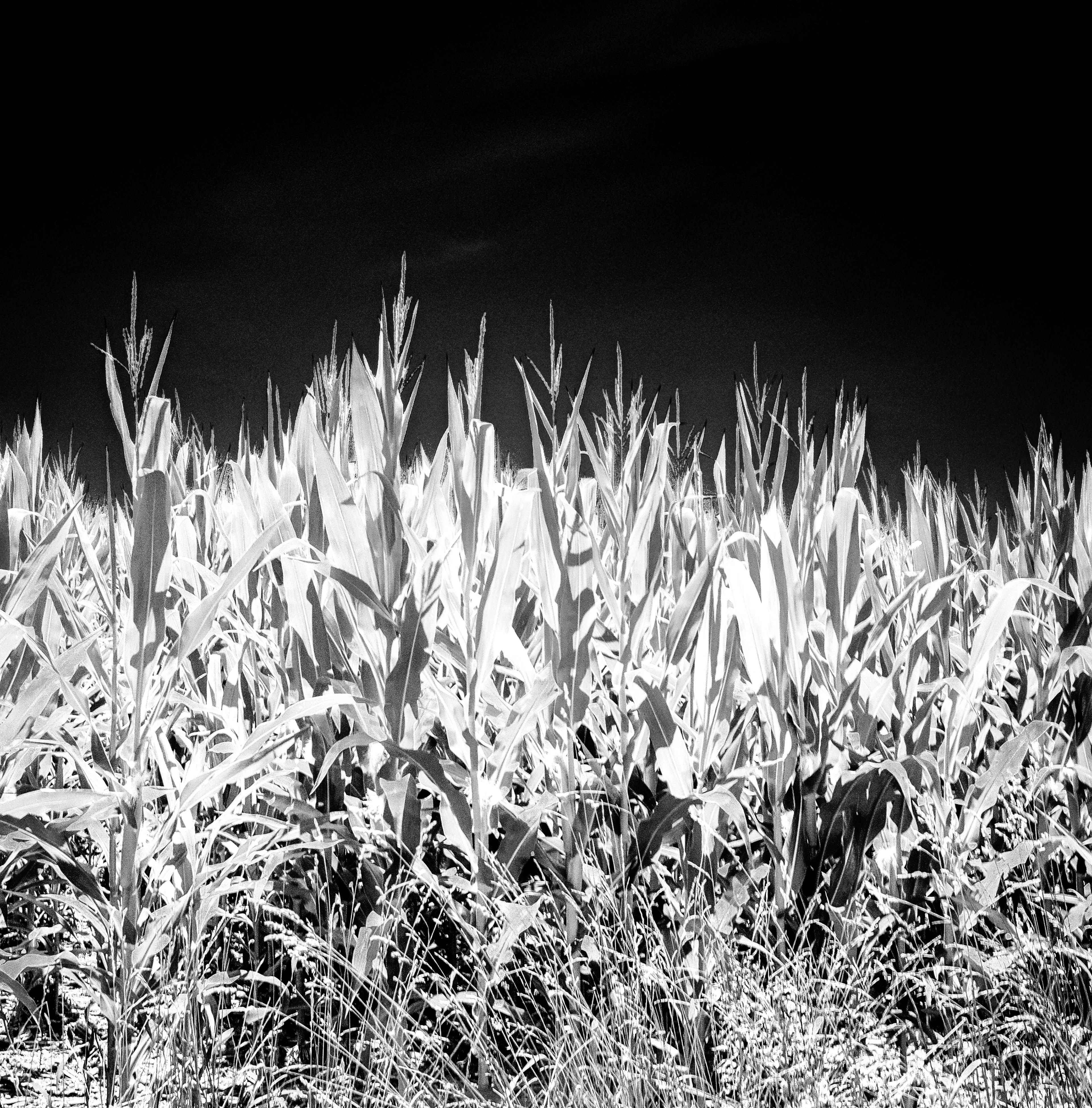 Corn Field (film)