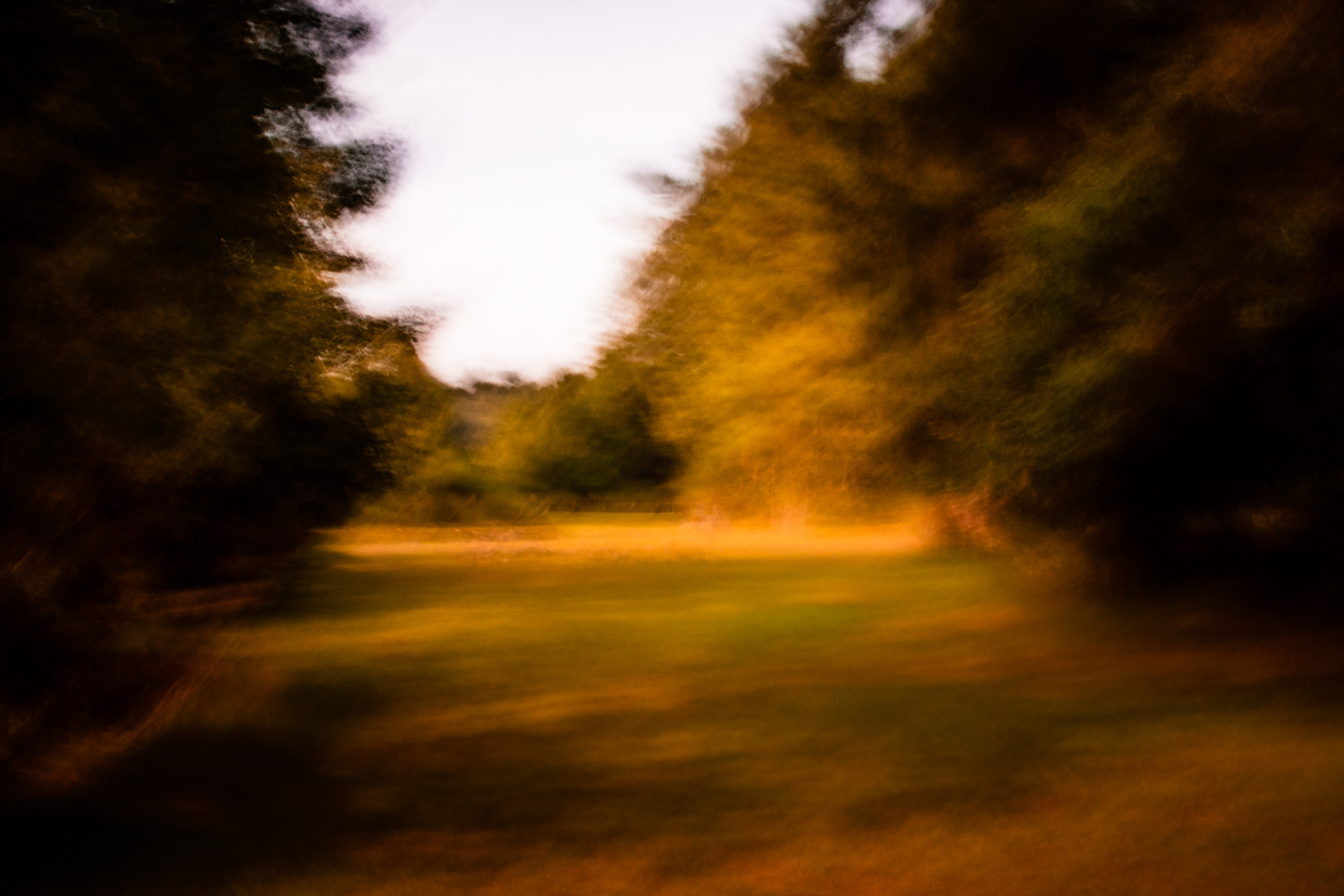 Field Between the Trees