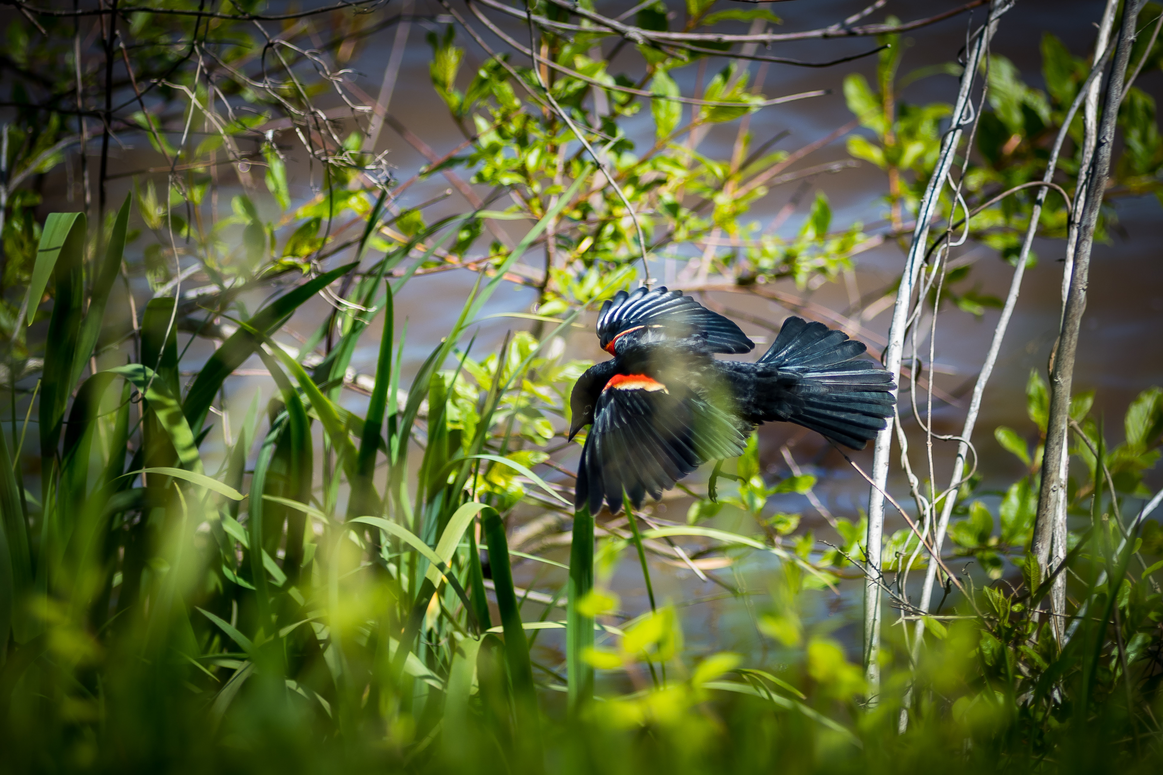 Redwing Blackbird