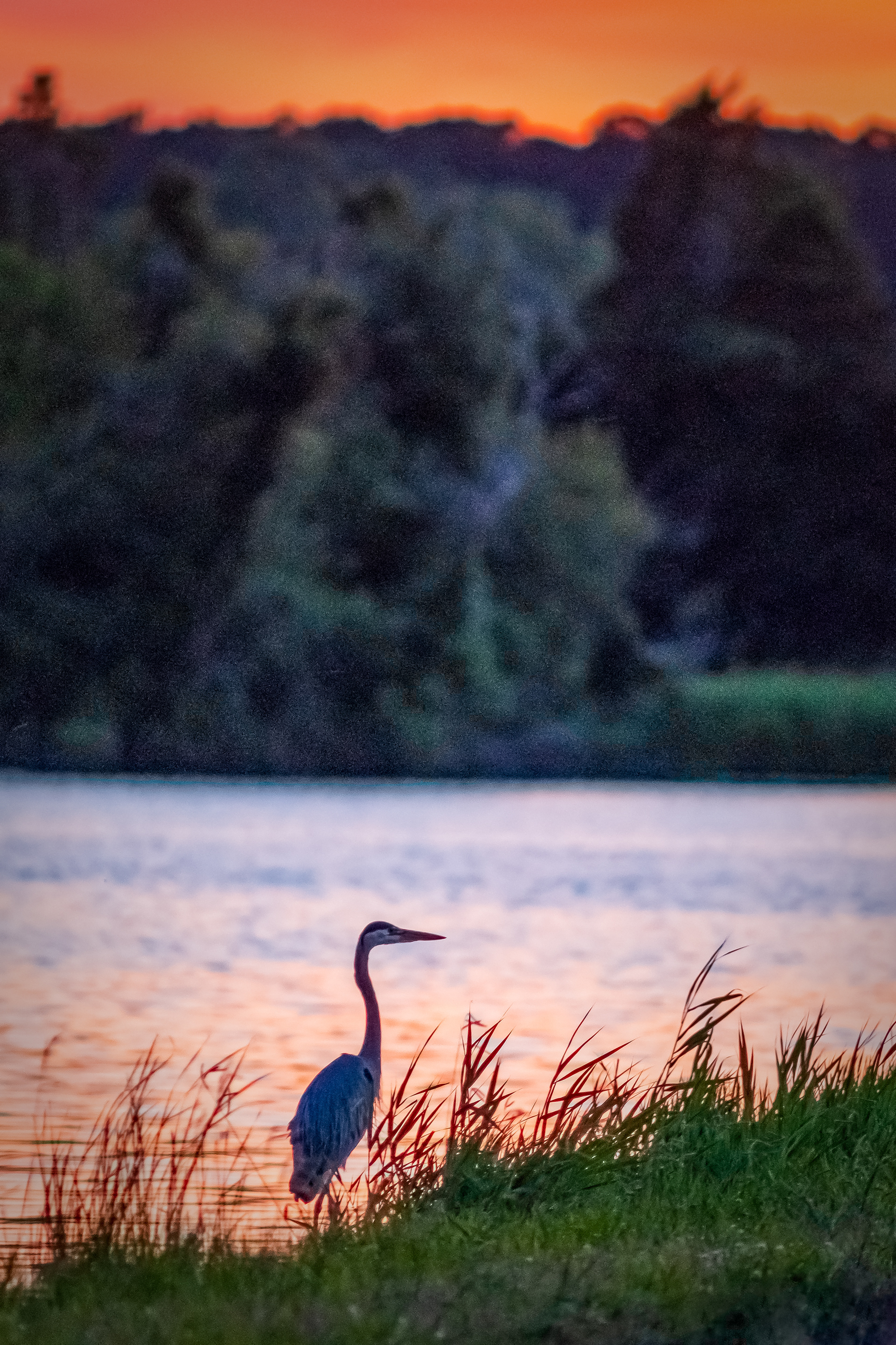 Orange and the Egret