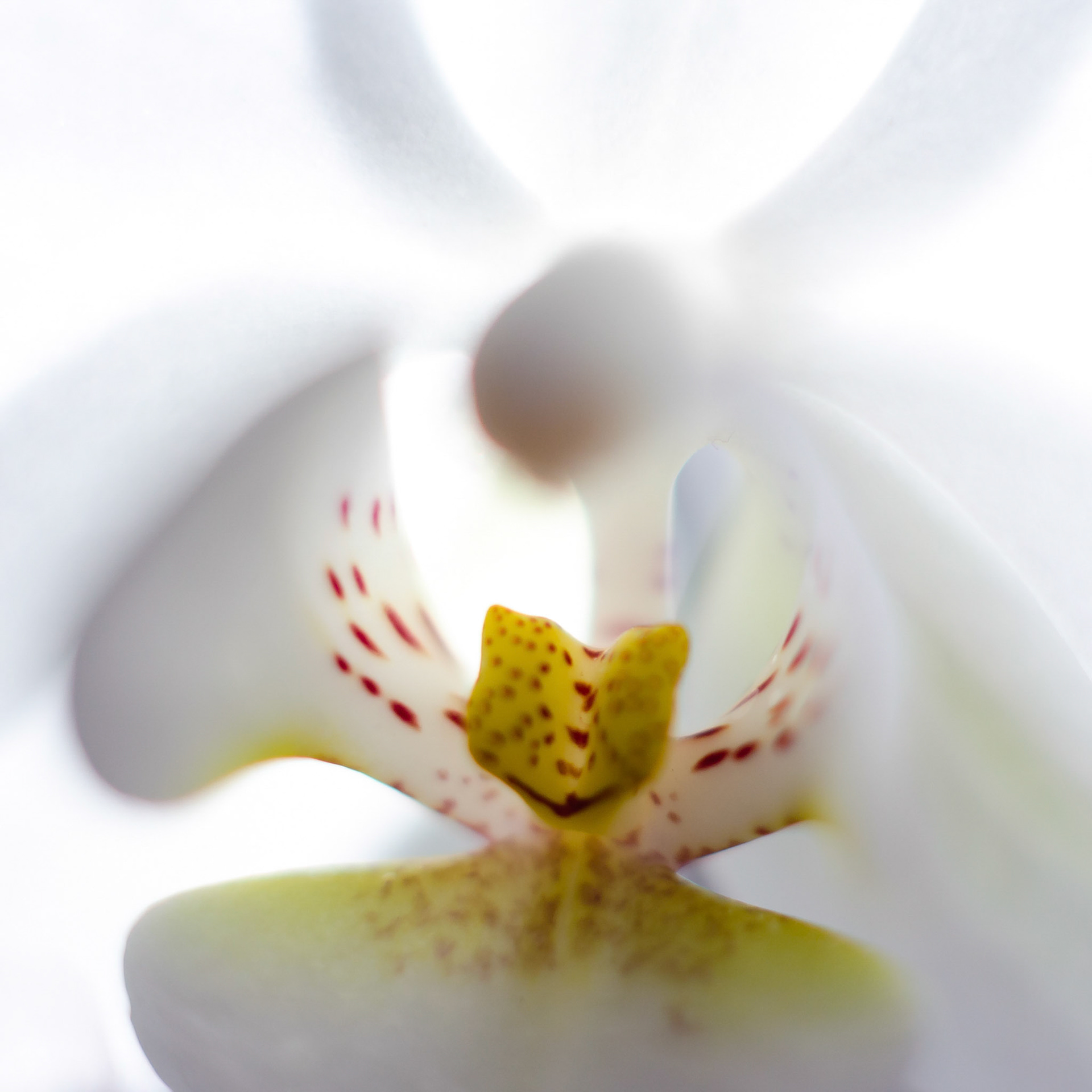 Orchid in Light