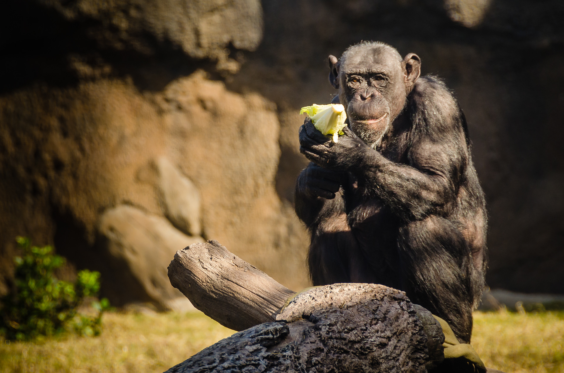 Snacking in the Sunlight