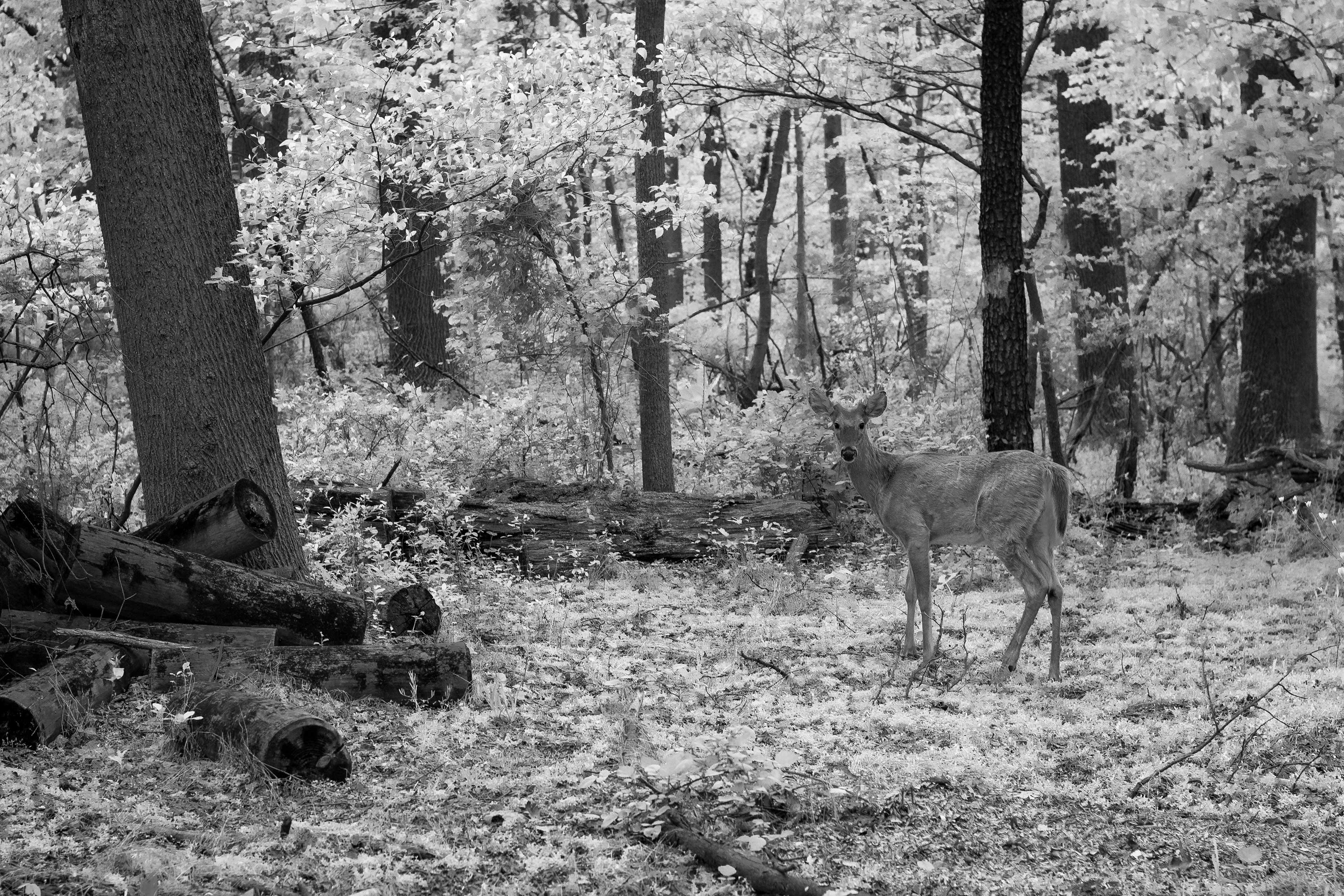 Deer in Forest seen in IR