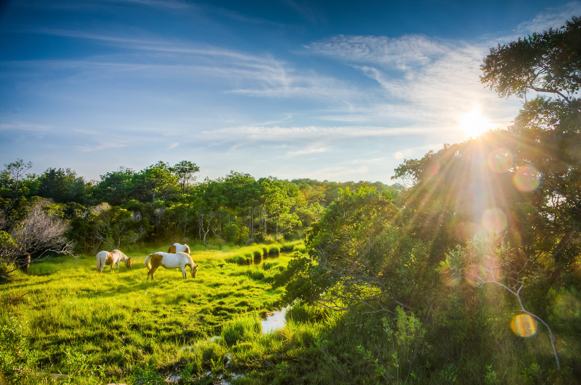 Wild Horses at Sunset