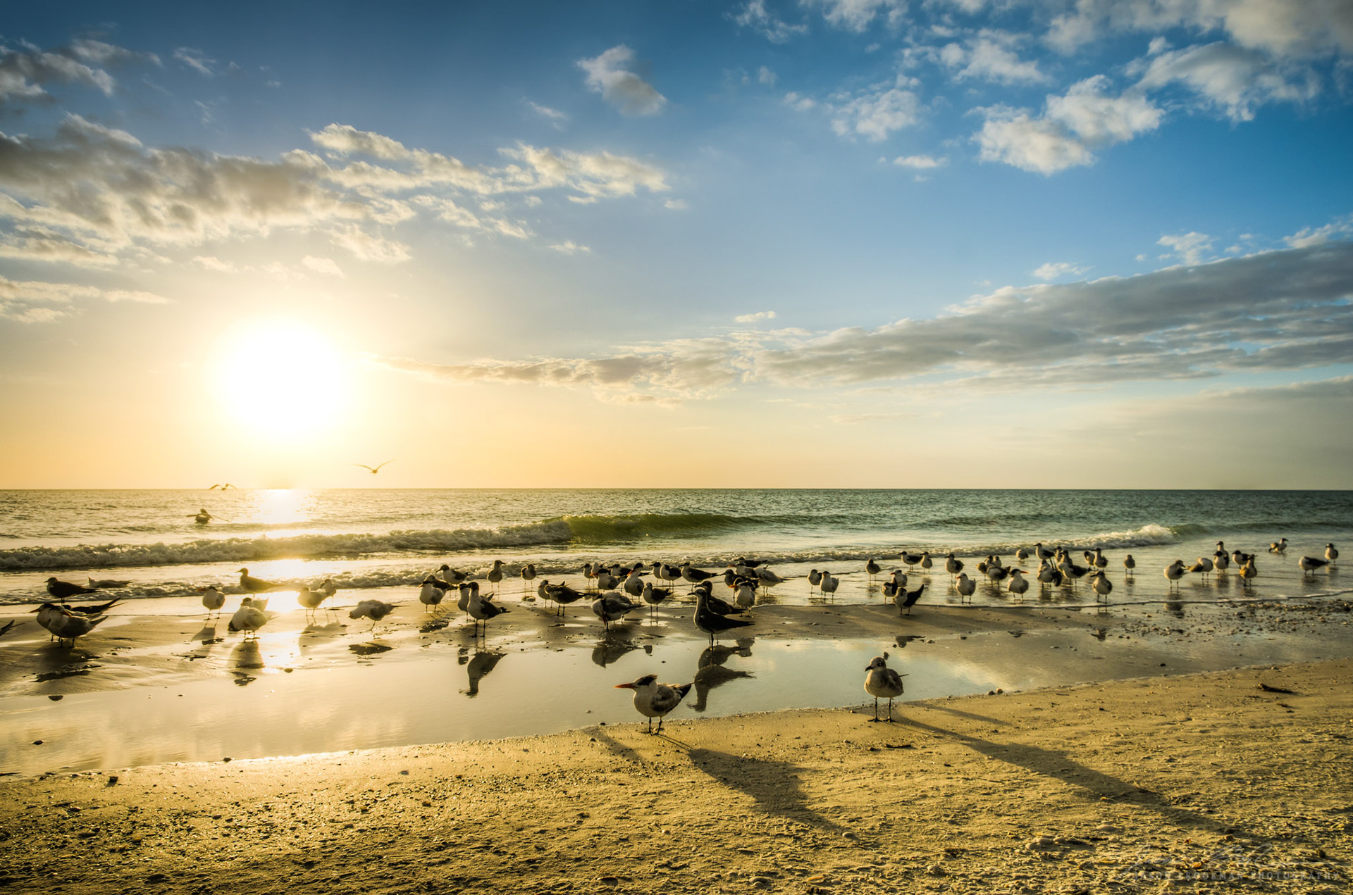 Flock on the Beach