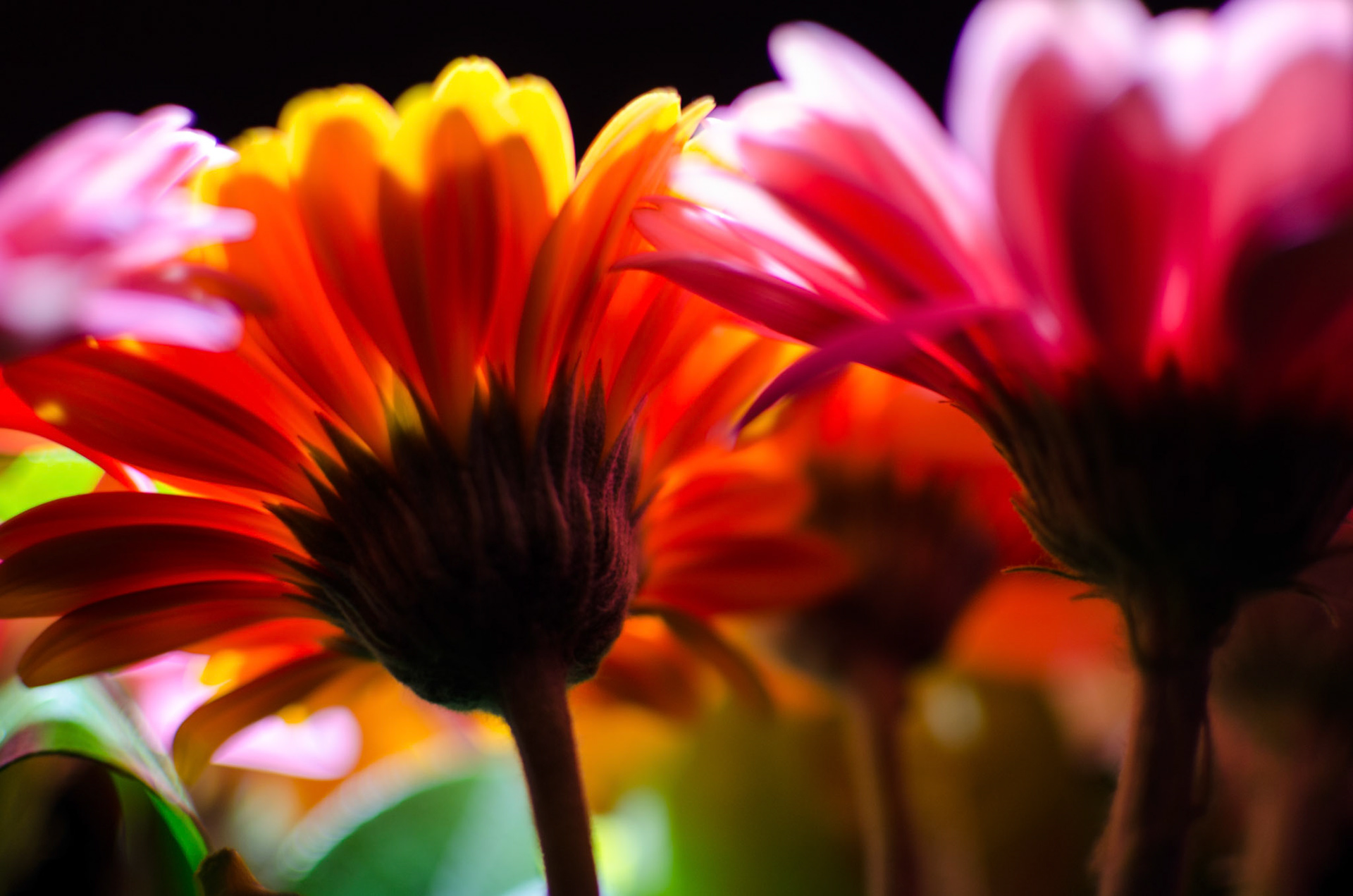 Glowing Daisies