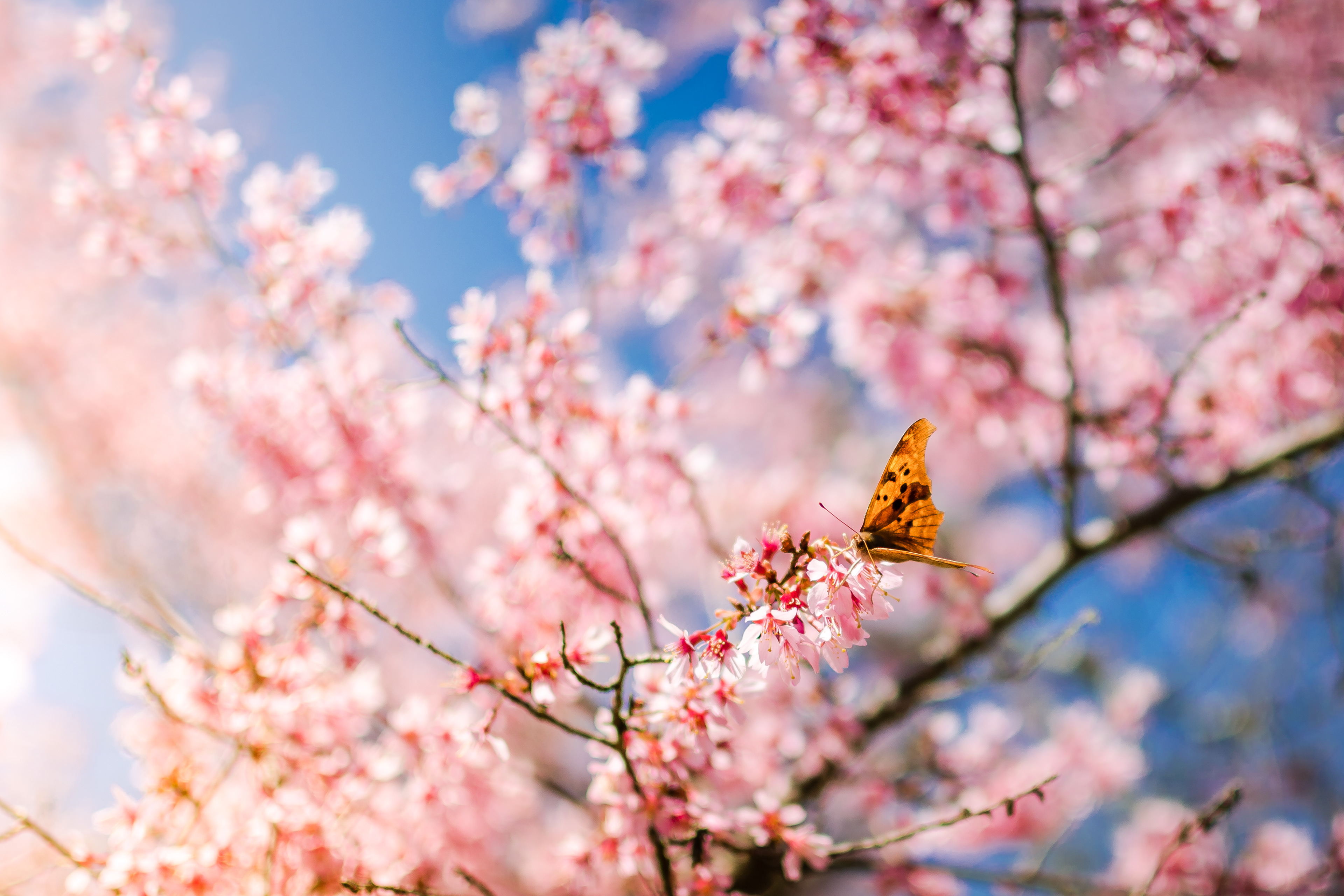 Cherry Blossom Butterfly