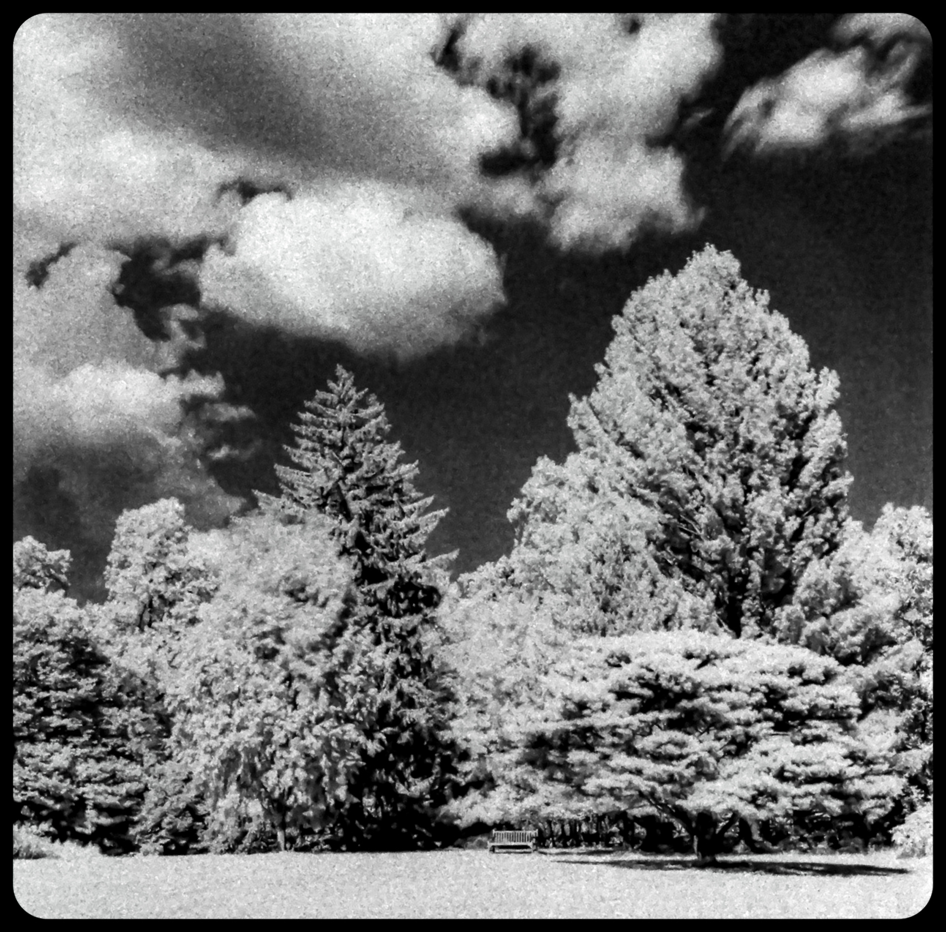 Trees and Clouds (IR film)