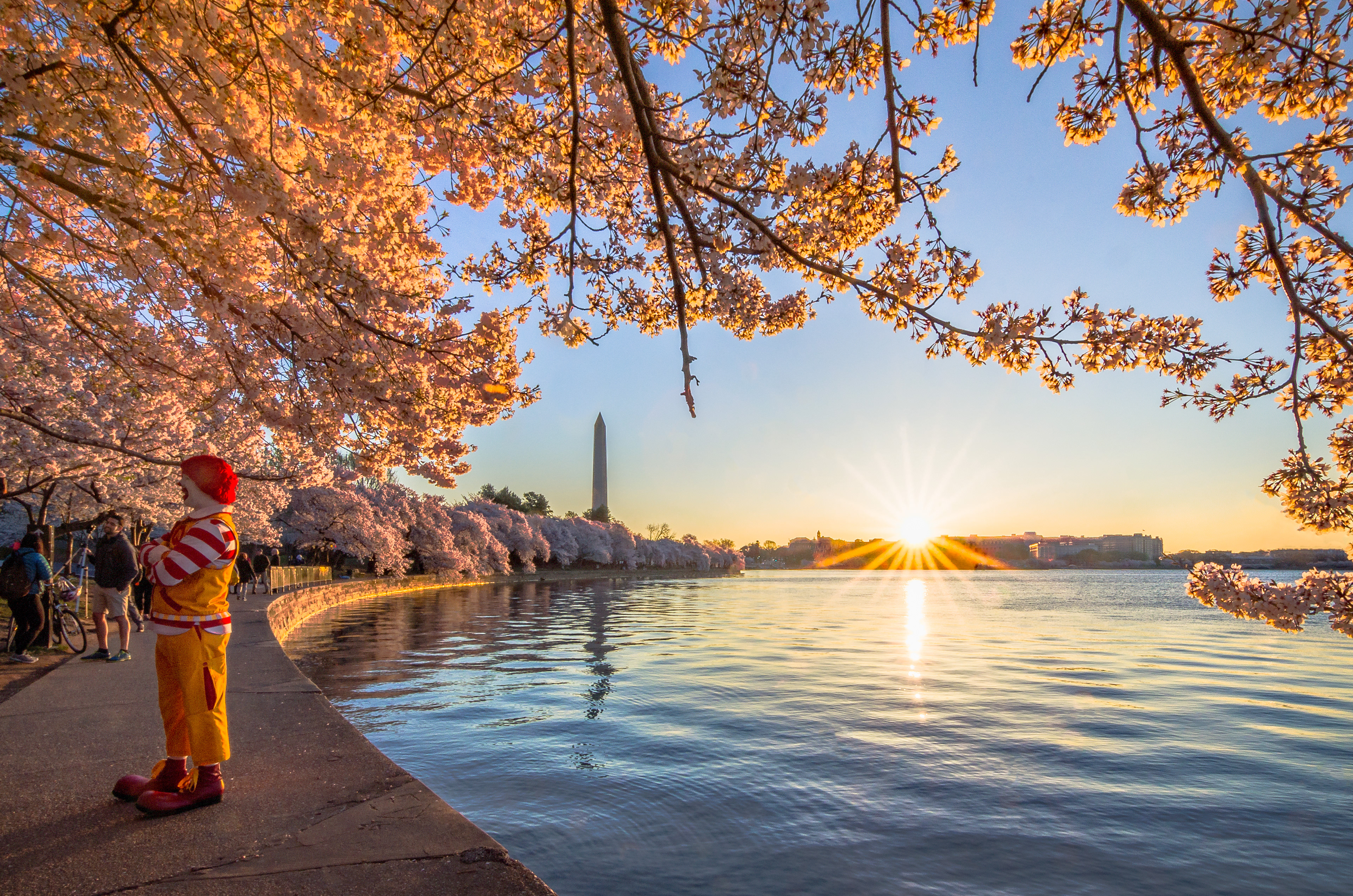 Ronald and the Blossoming Sun