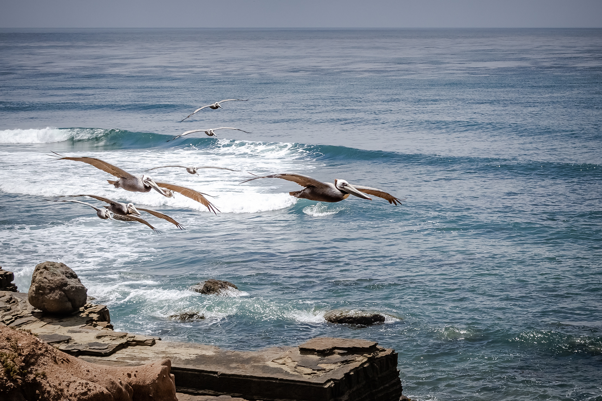 Flight of the Pelicans