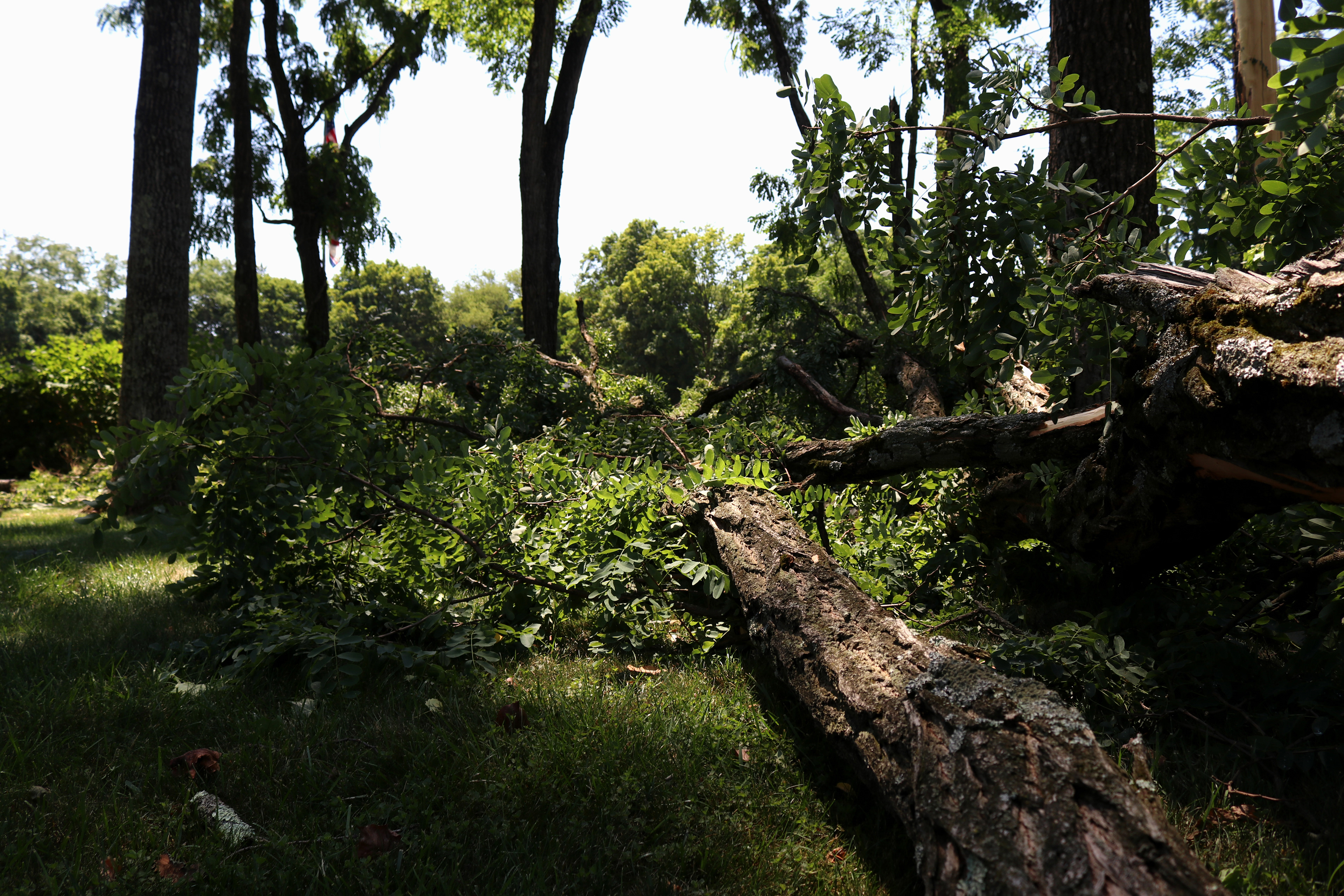 Fallen trees stack on top of each other at the Veterans of Foreign Affairs #3401 after a powerful storm in Morris Plains, New Jersey. Photo by Sunah Choudhry