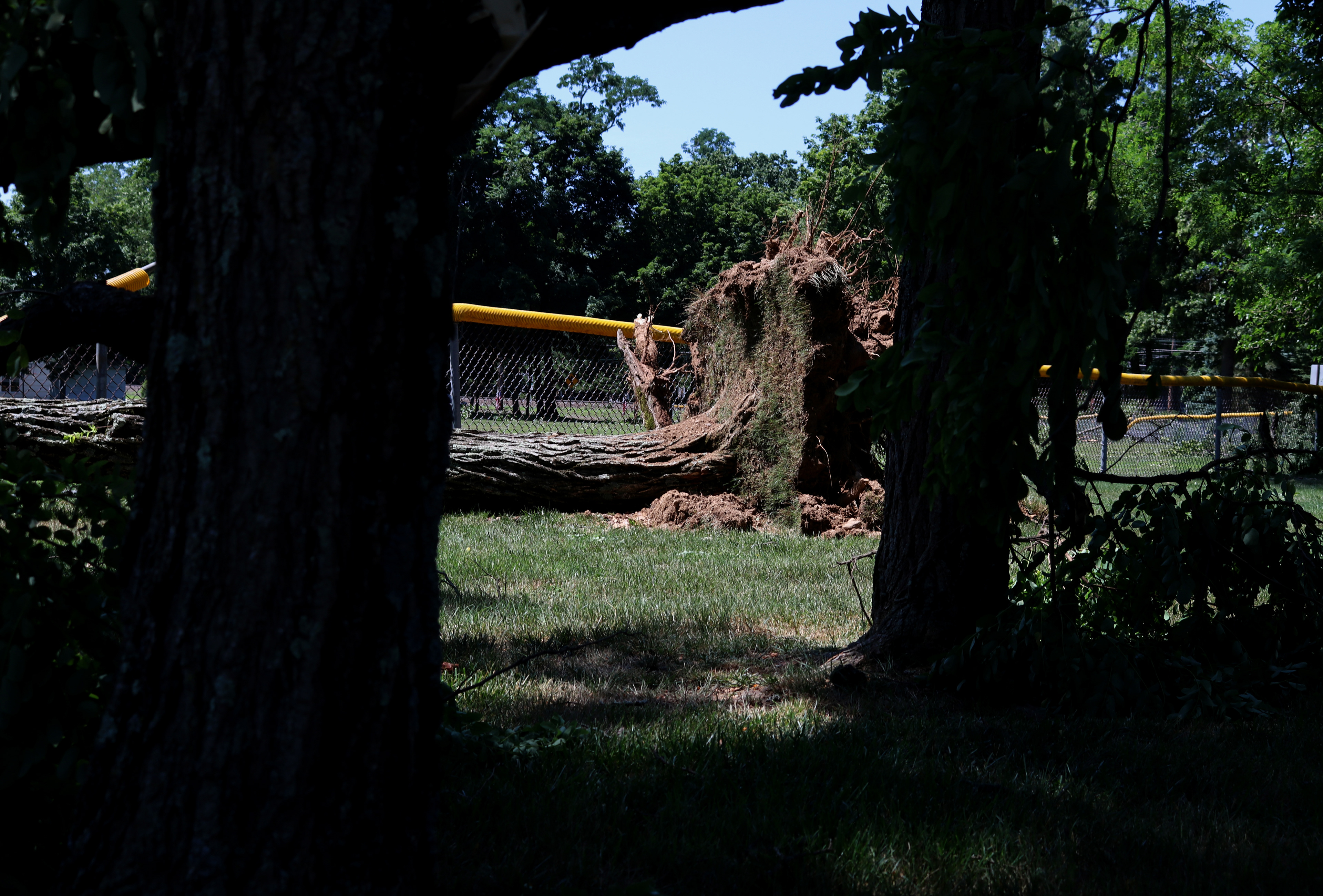 A fallen tree is uprooted from the ground at the Veterans of Foreign Affairs #3401 after a powerful storm in Morris Plains, New Jersey. Photo by Sunah Choudhry.