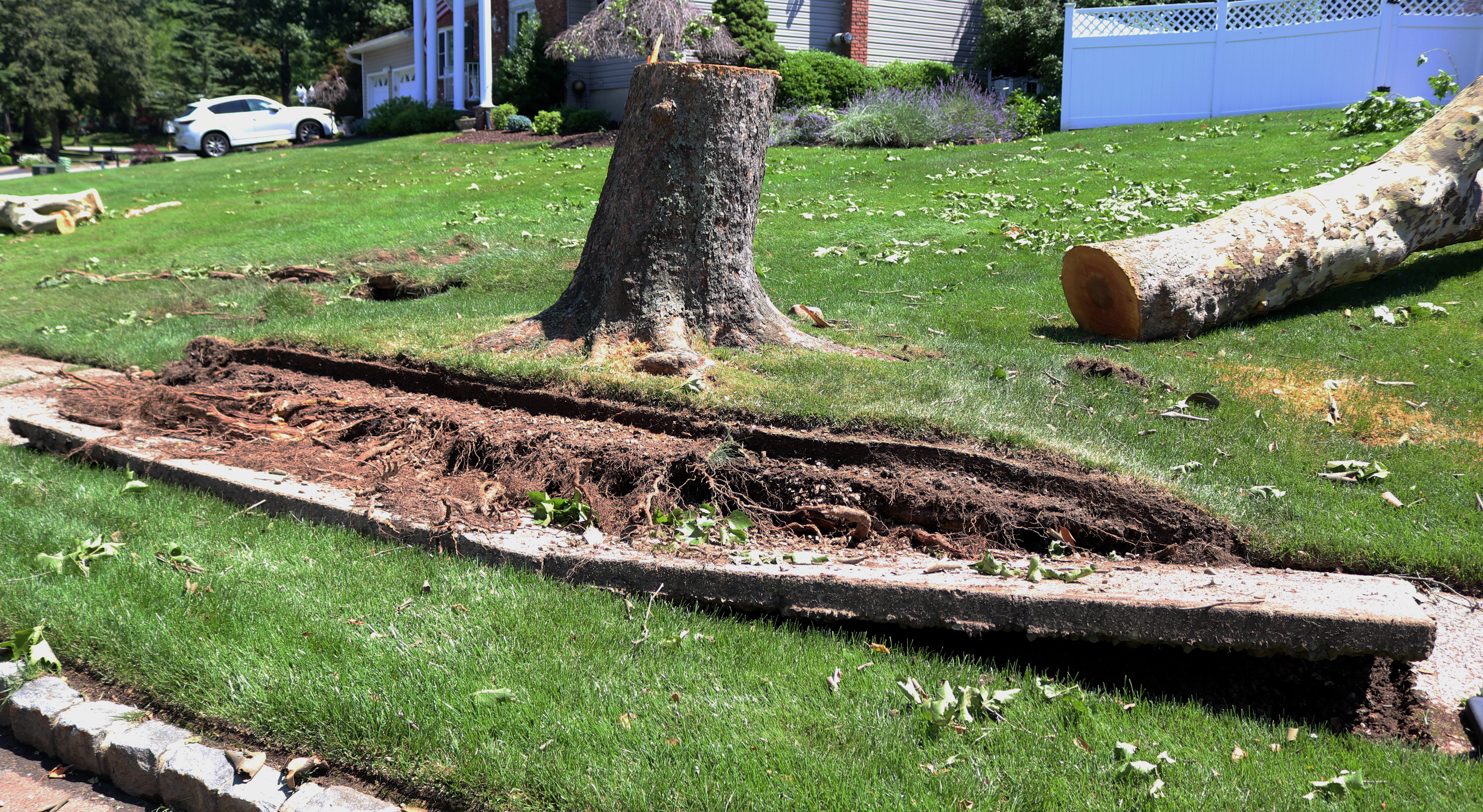 A tree uprooted by strong winds lifted a section of a sidewalk in Morris Plains. Photo by Sunah Choudhry.