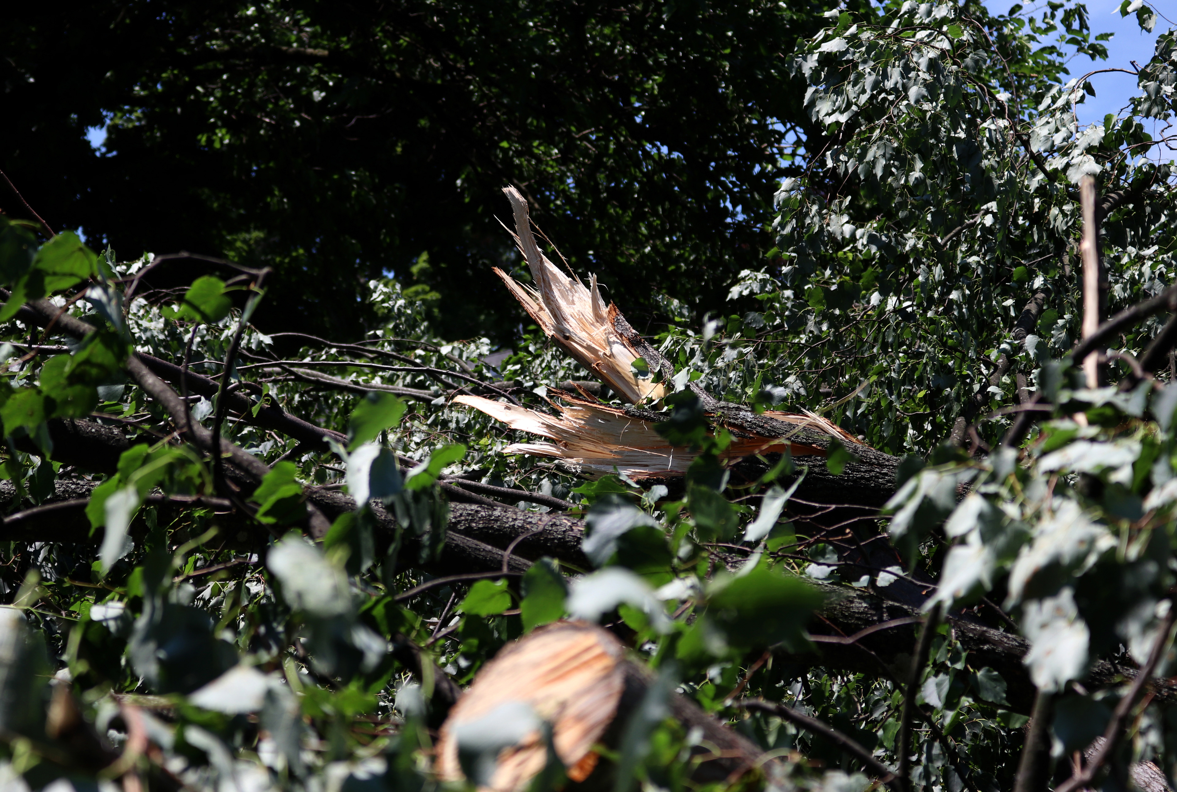 Split branches are stacked upon one another after strong winds swept through the Morris Plains area. Photo by Sunah Choudhry.