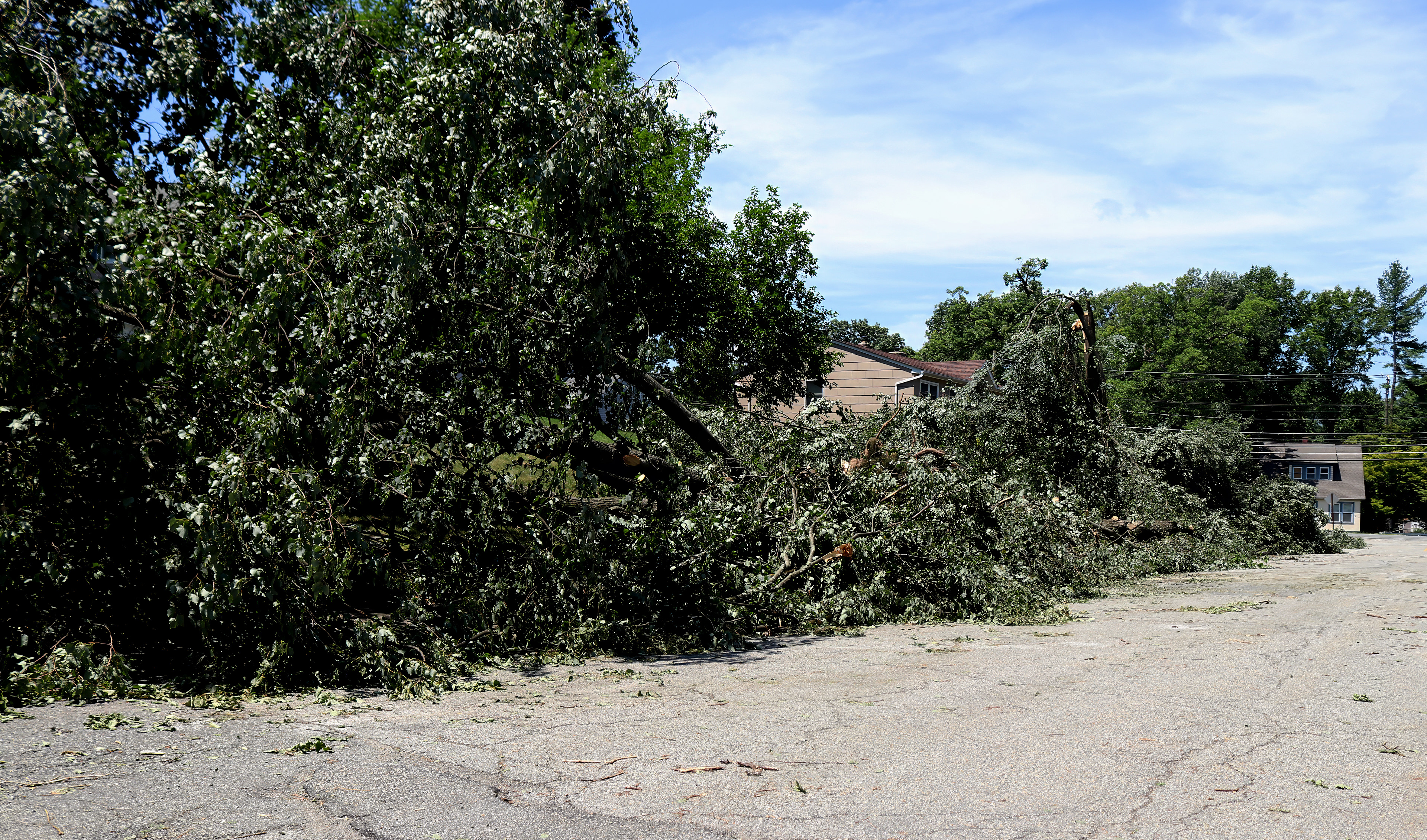 Broken trees and branches cover sidewalks along Totten Way in Morris Plains after strong winds swept through the area. Photo by Sunah Choudhry.