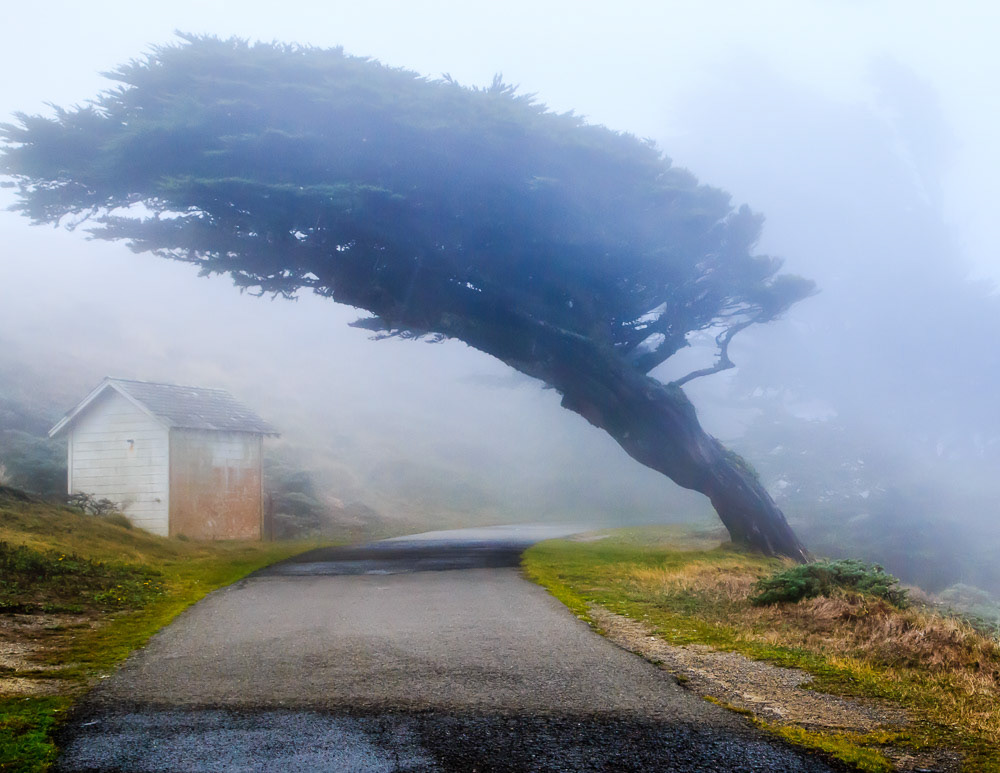 Into the Fog