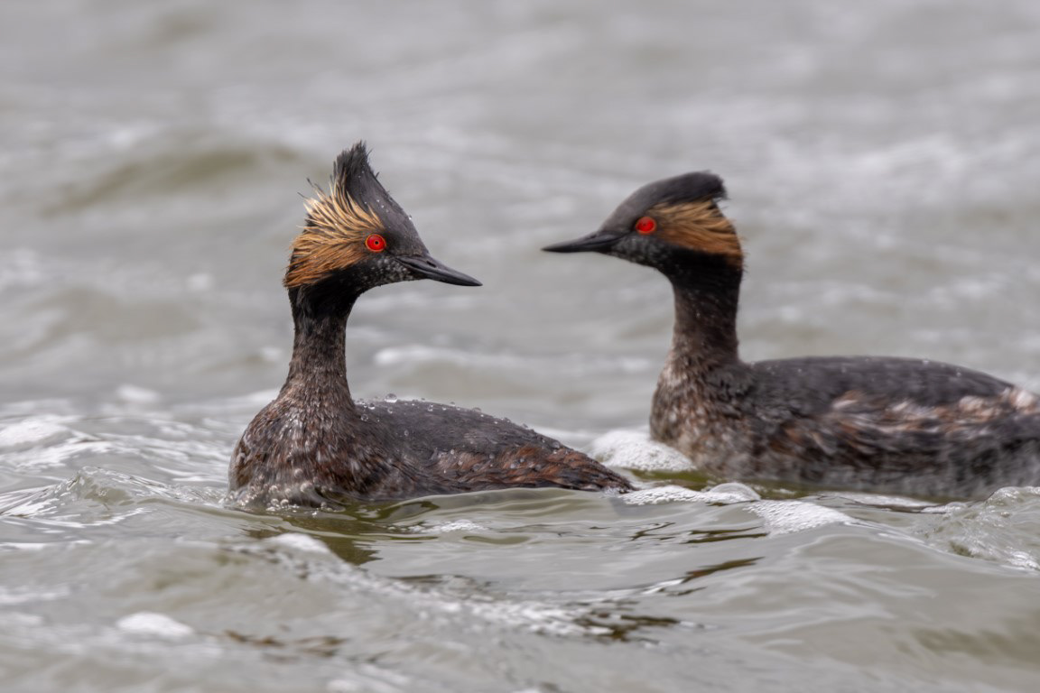 Eared Grebe