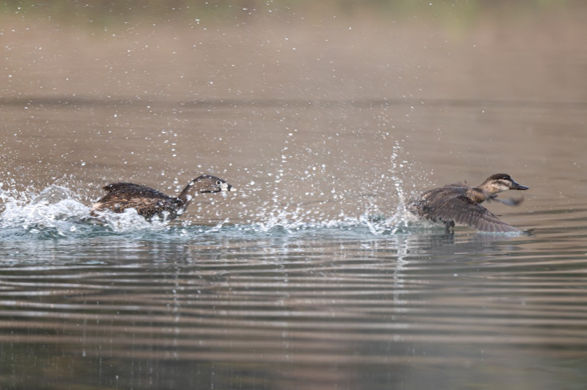 Pied-Billed Grebe Chasing Ruddy Duck