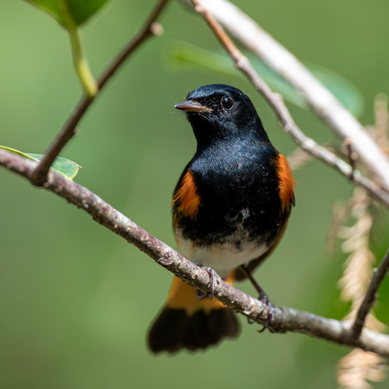 American Redstart