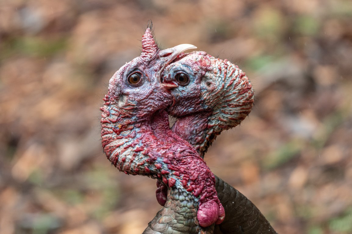 Male Turkeys locked in Battle