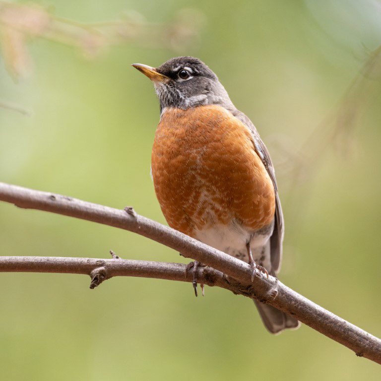 American Robin