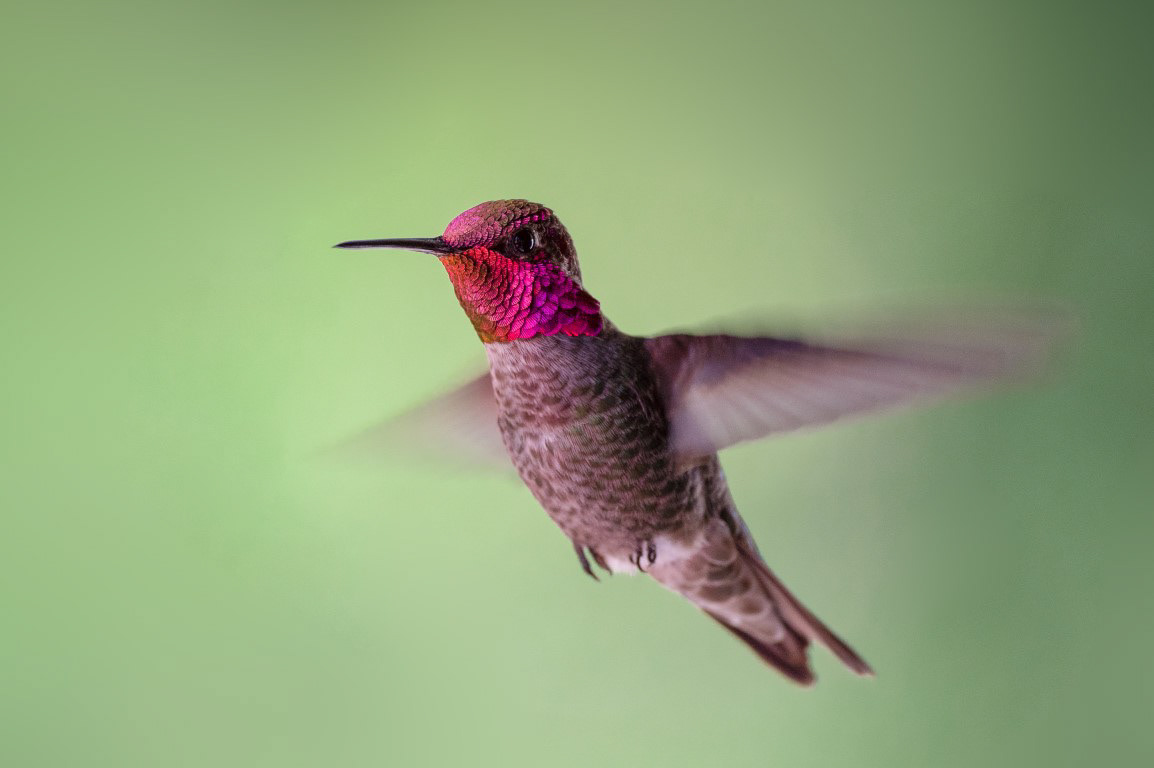 Anna's Hummingbird