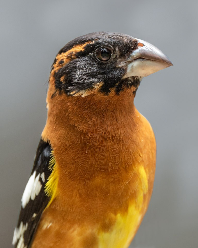 Black-Headed Grosbeak