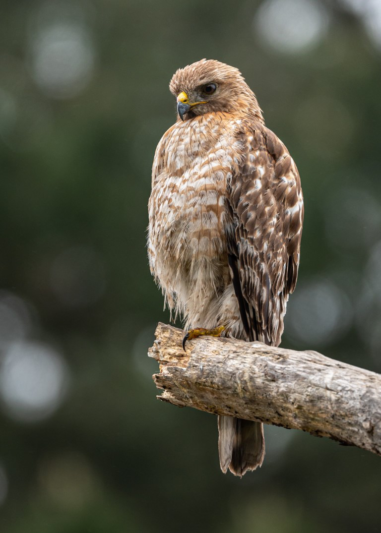 Red-Shouldered Hawk