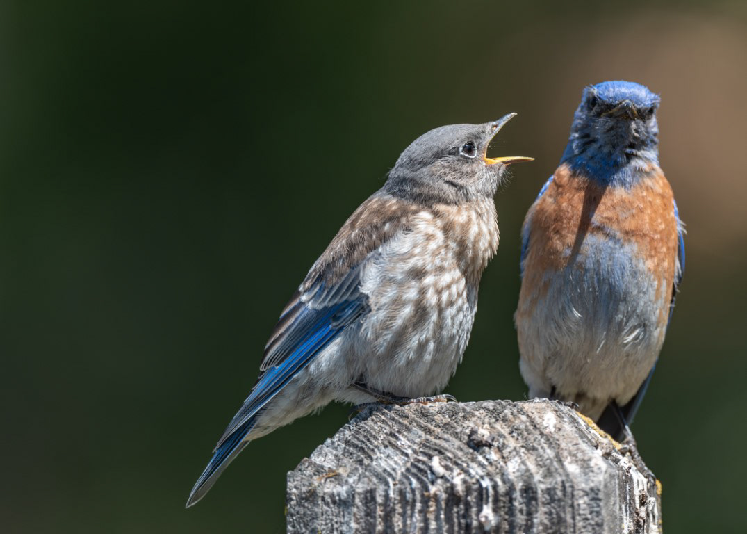 Western Bluebird Male with Young