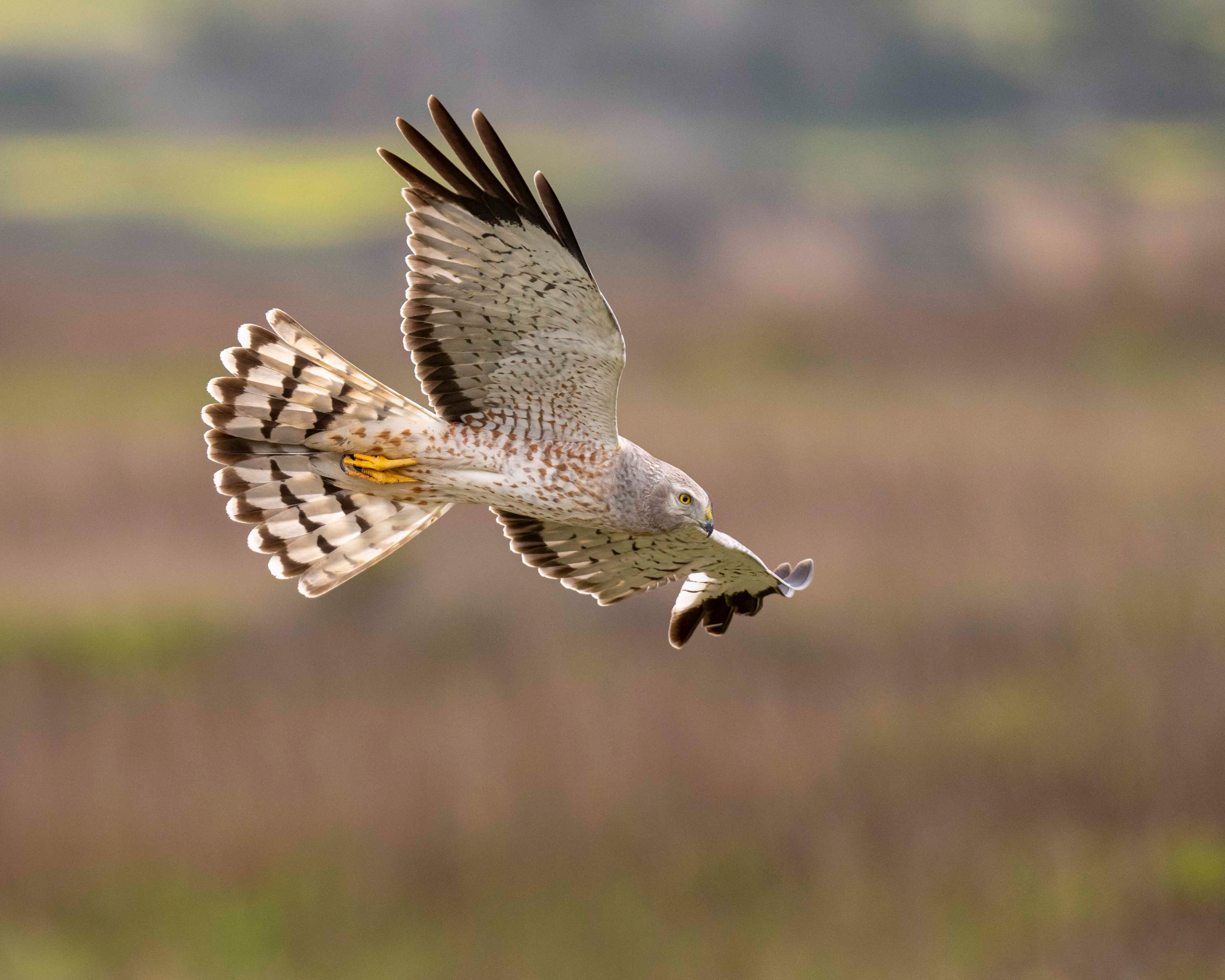 Northern Harrier