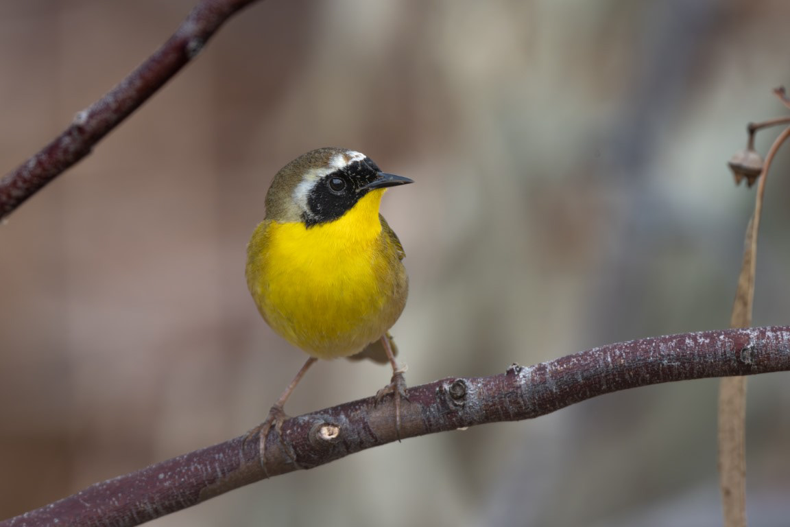Common Yellowthroat