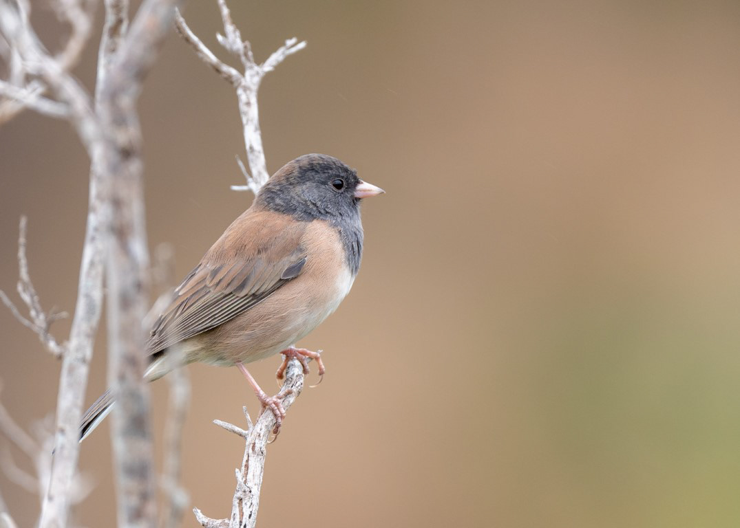 Dark-Eyed Junco