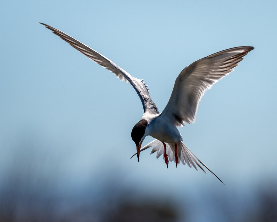 Forster's Tern