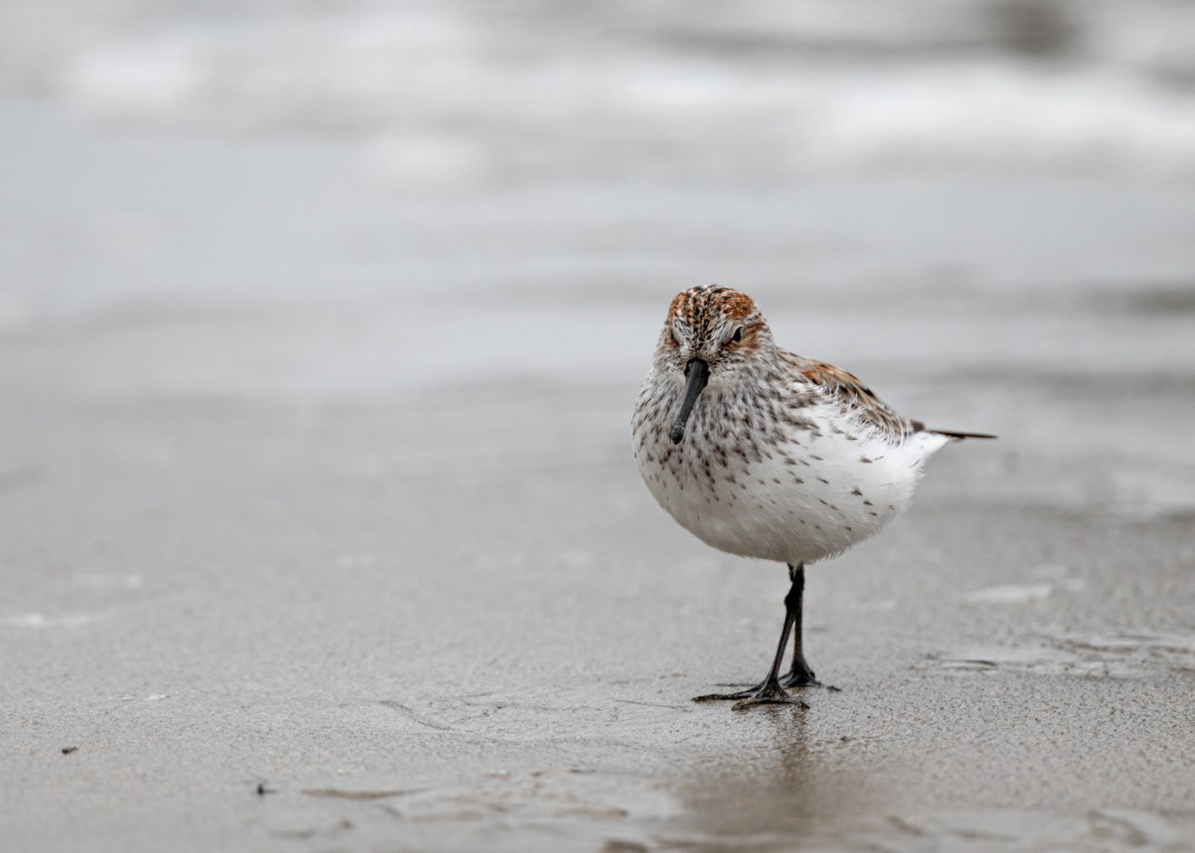 Western Sandpiper