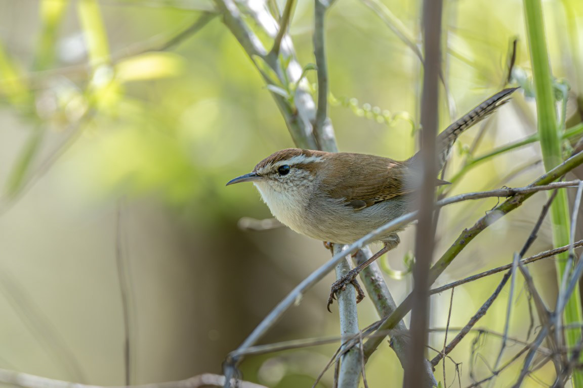 Bewick's Wren