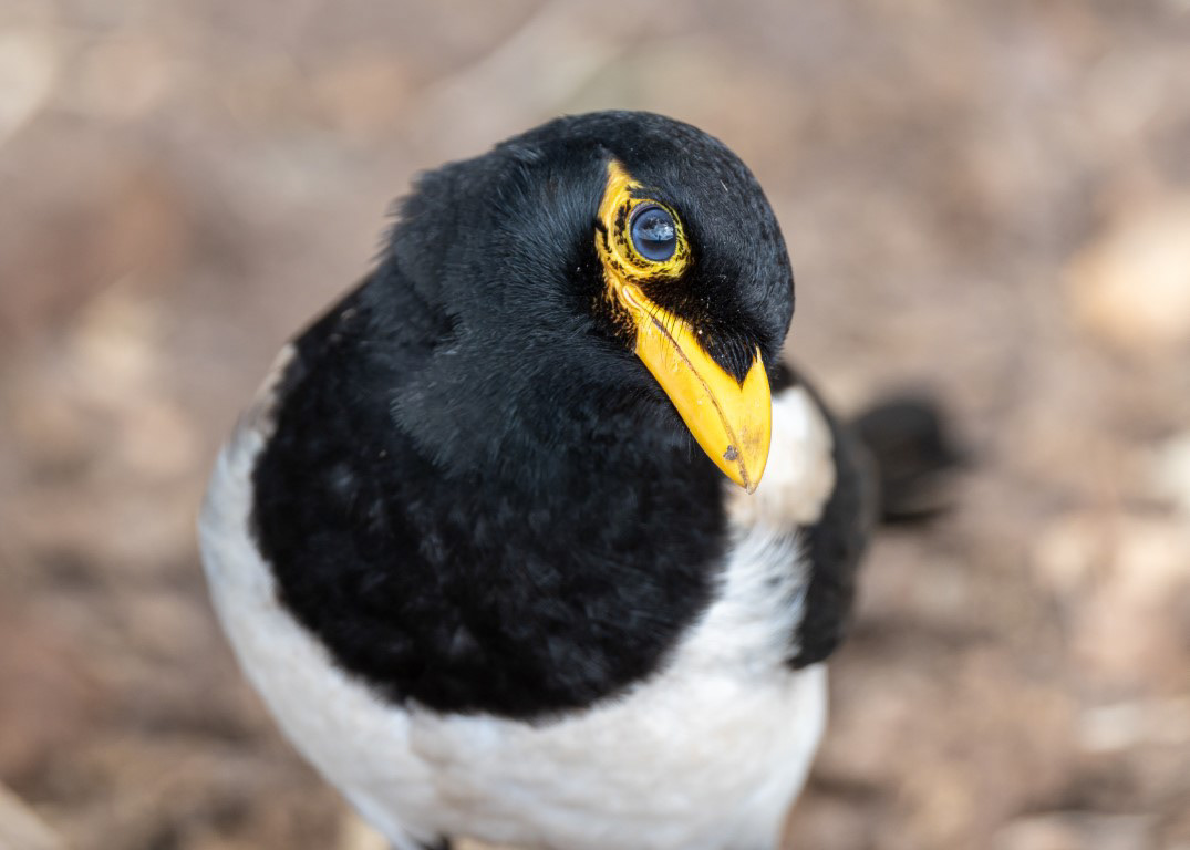 Yellow-Billed Magpie