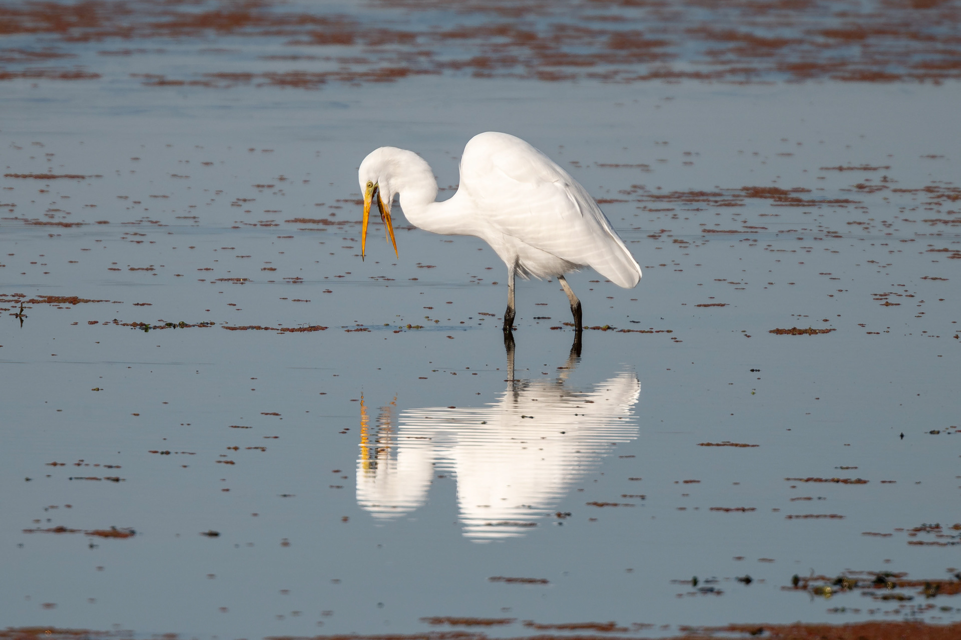 Great Egret
