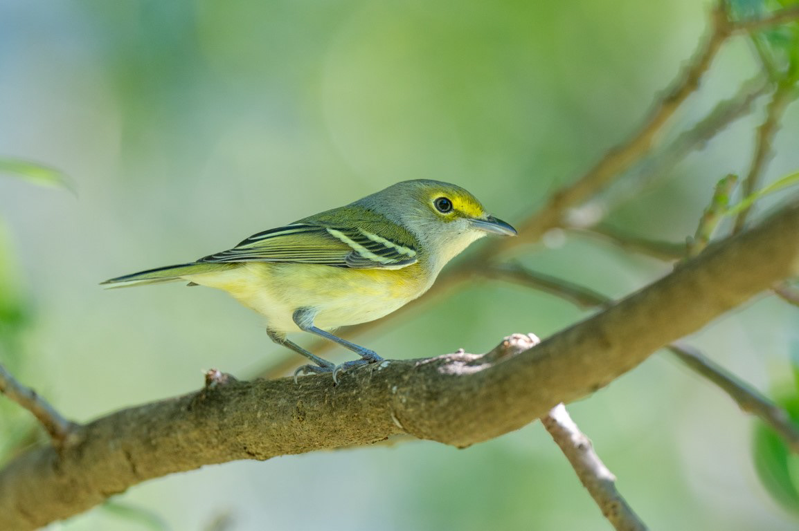 White-Eyed Vireo