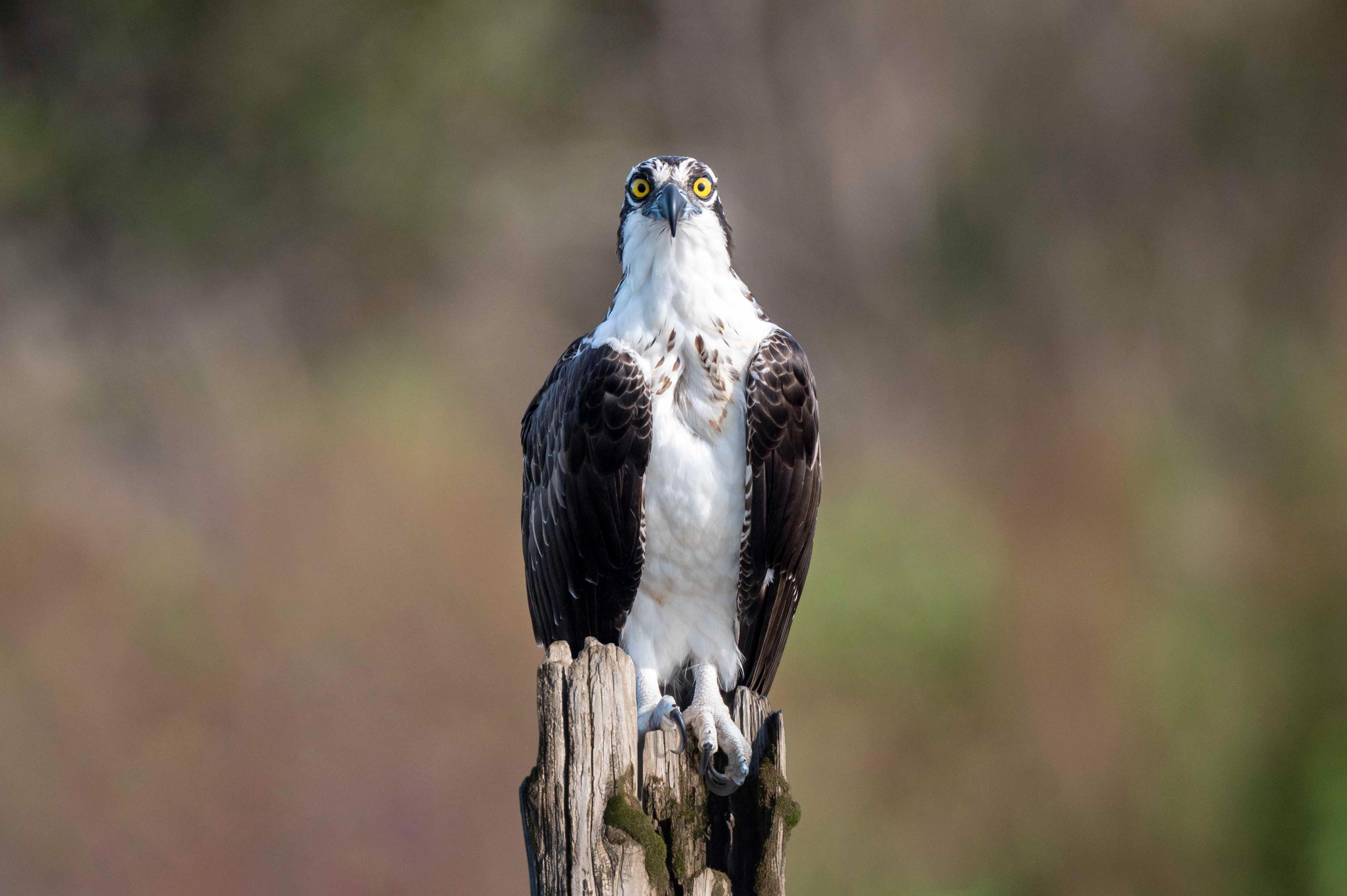 Osprey