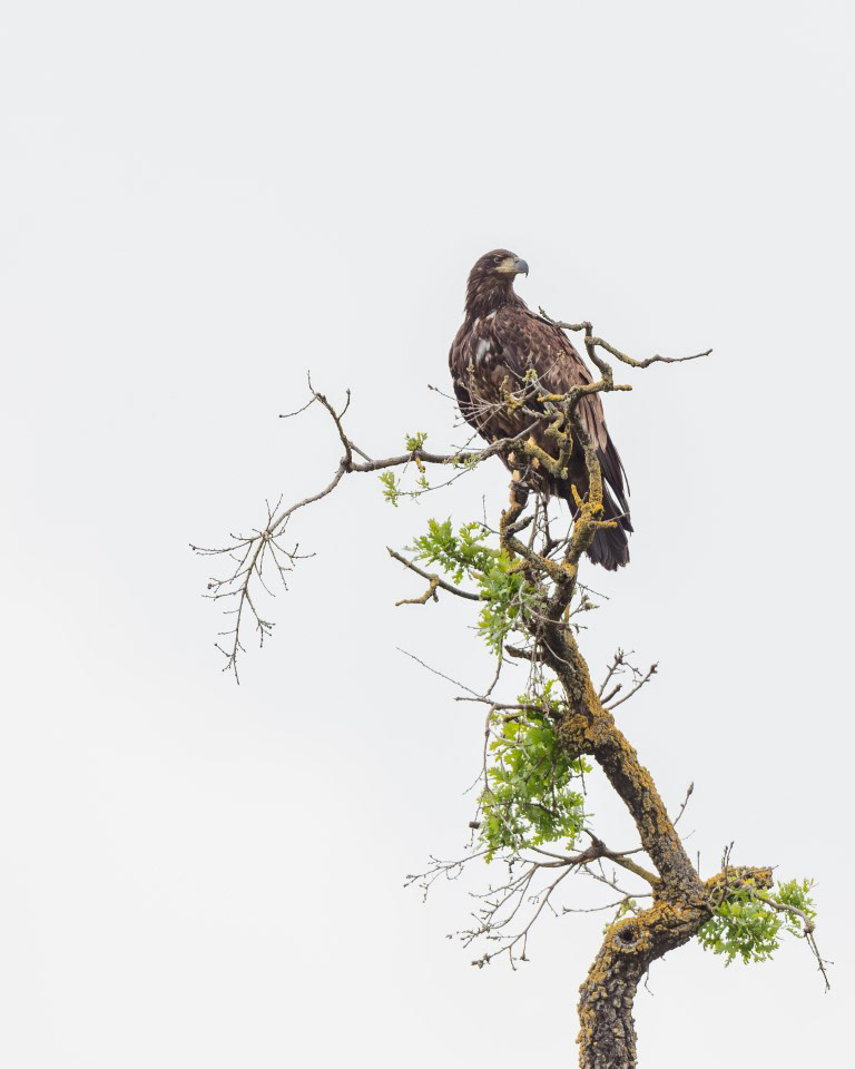 Sub-Adult Bald Eagle