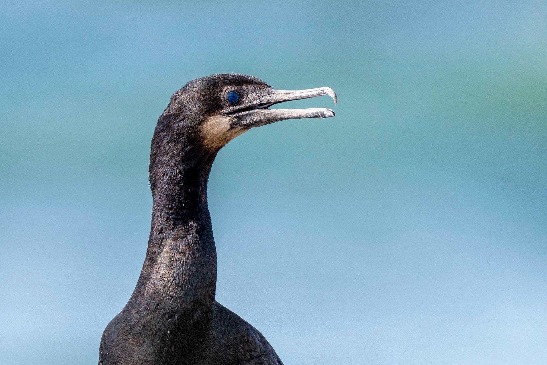 Pelagic Cormorant